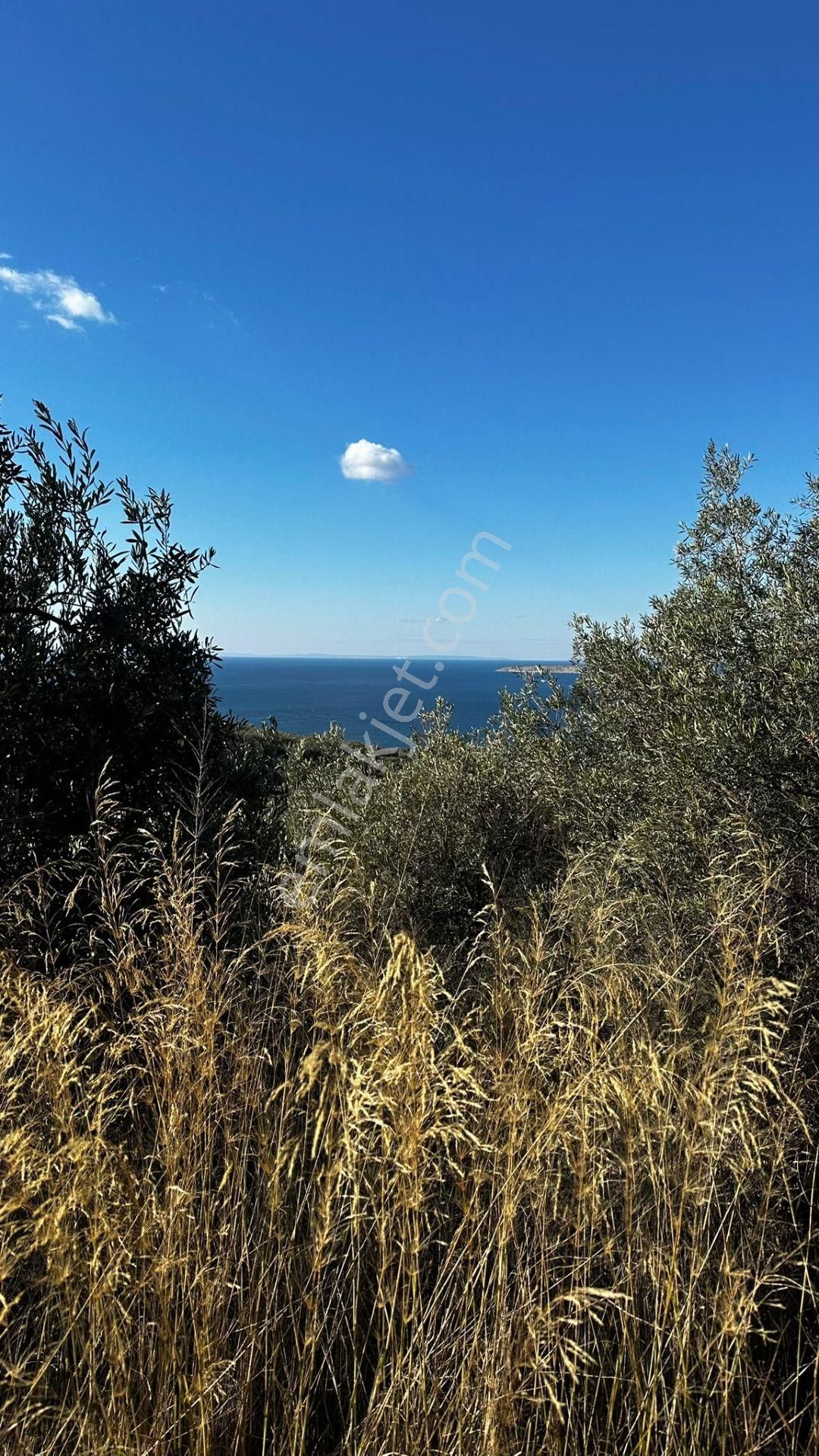 Bandırma Edincik' Te Deniz Manzaralı 955 M² Satılık Zeytinlik - Görsel 9