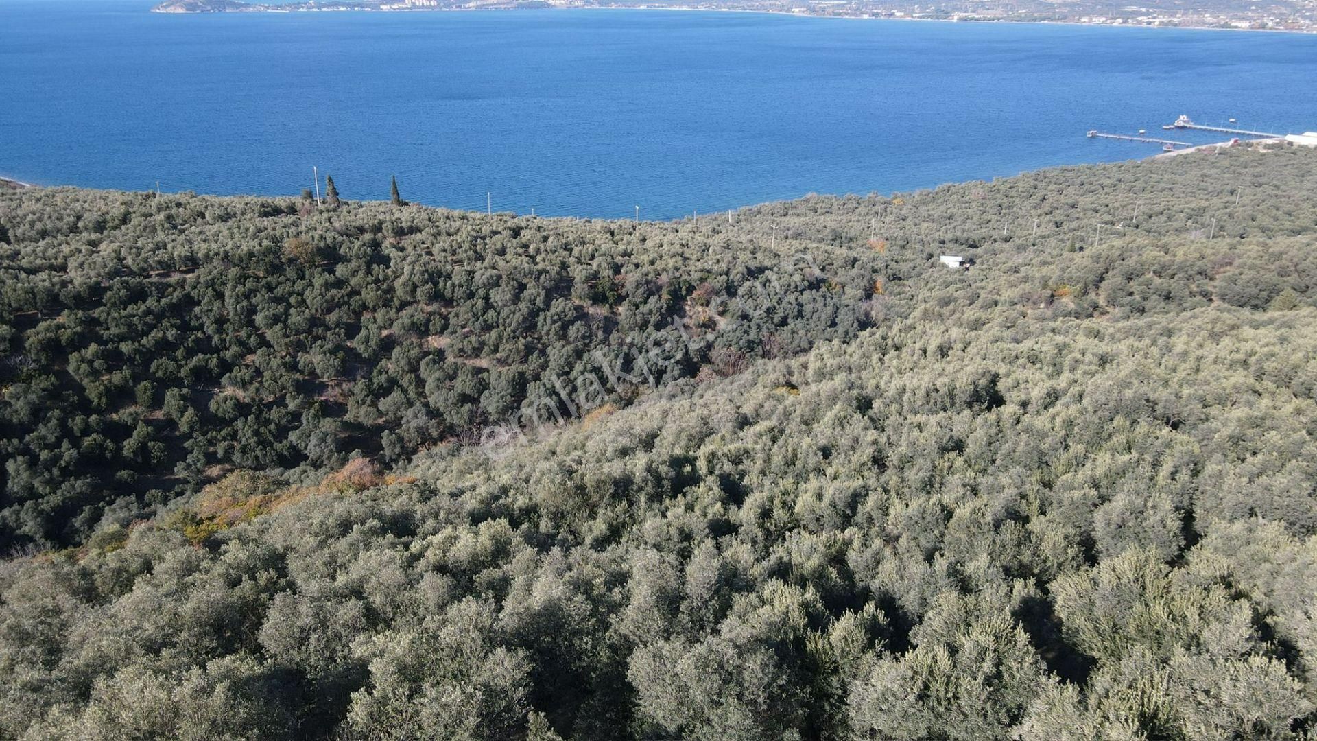 Bandırma Edincik' Te Deniz Manzaralı 955 M² Satılık Zeytinlik - Görsel 28