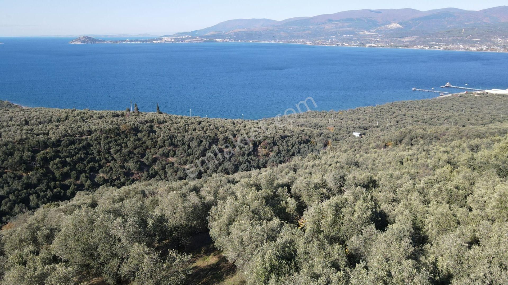 Bandırma Edincik' Te Deniz Manzaralı 955 M² Satılık Zeytinlik - Görsel 6