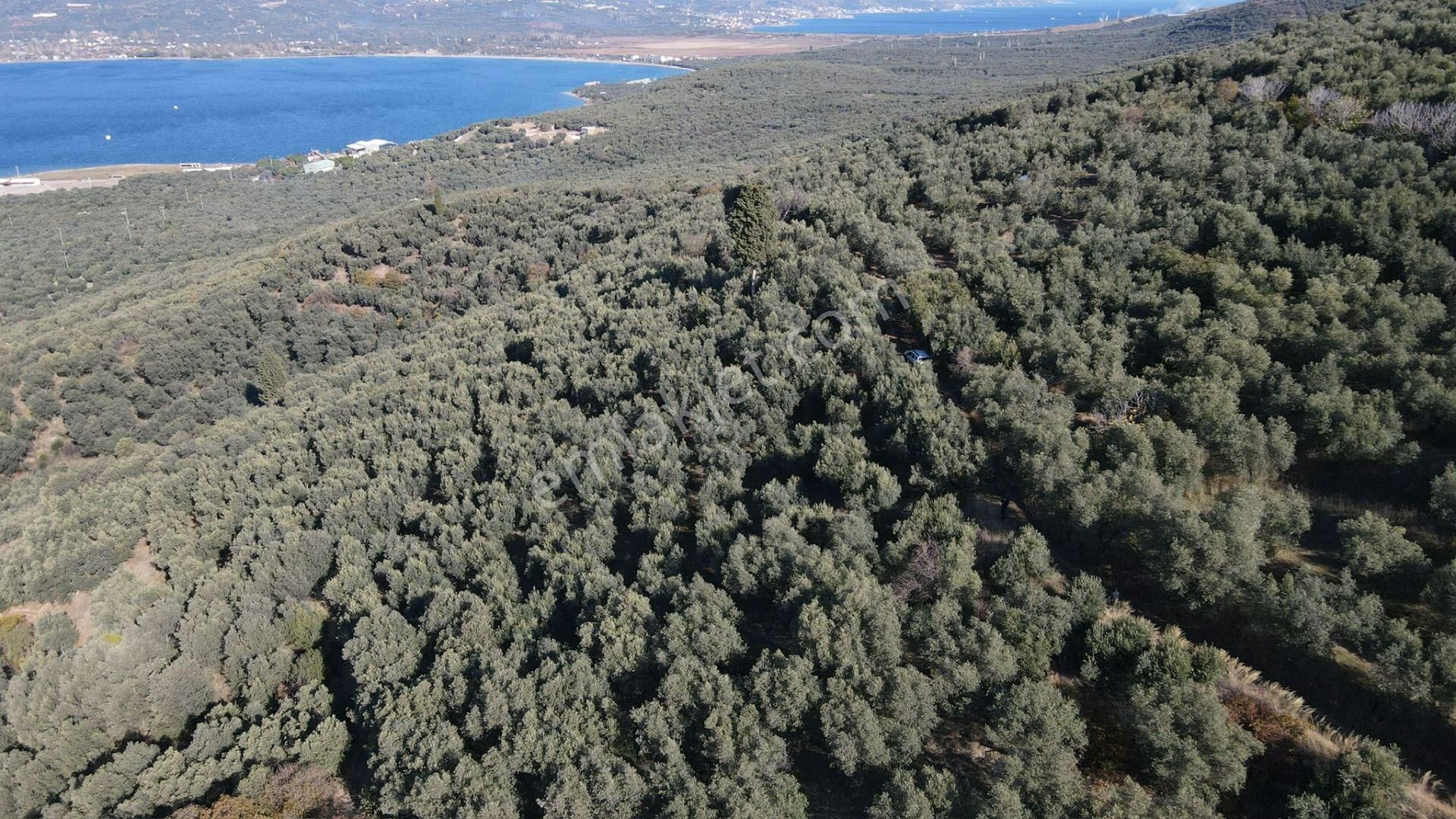 Bandırma Edincik' Te Deniz Manzaralı 955 M² Satılık Zeytinlik - Görsel 25