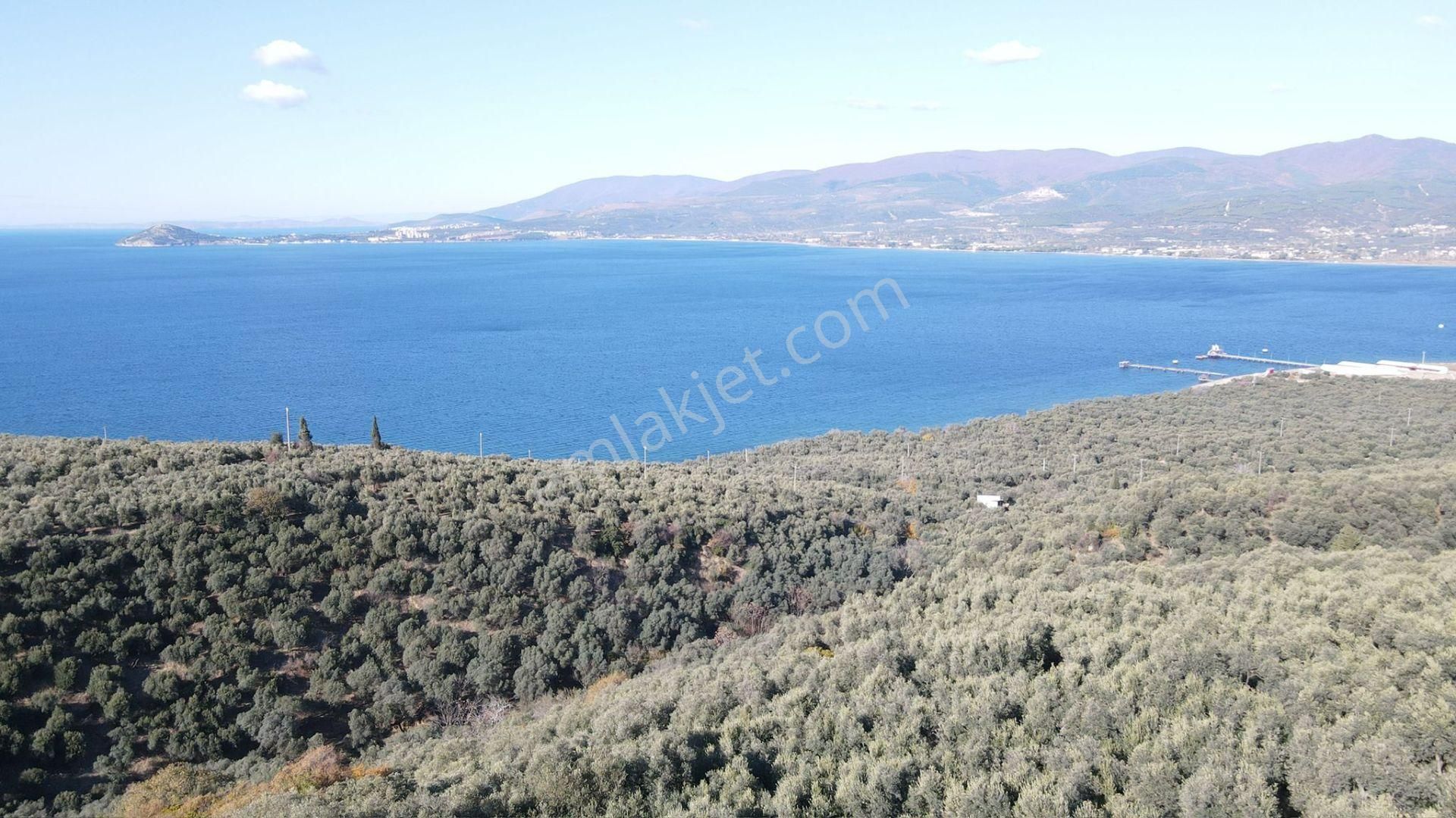 Bandırma Edincik' Te Deniz Manzaralı 955 M² Satılık Zeytinlik - Görsel 23