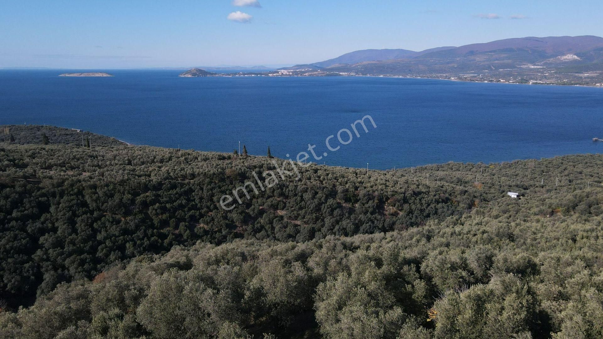 Bandırma Edincik' Te Deniz Manzaralı 955 M² Satılık Zeytinlik - Görsel 2