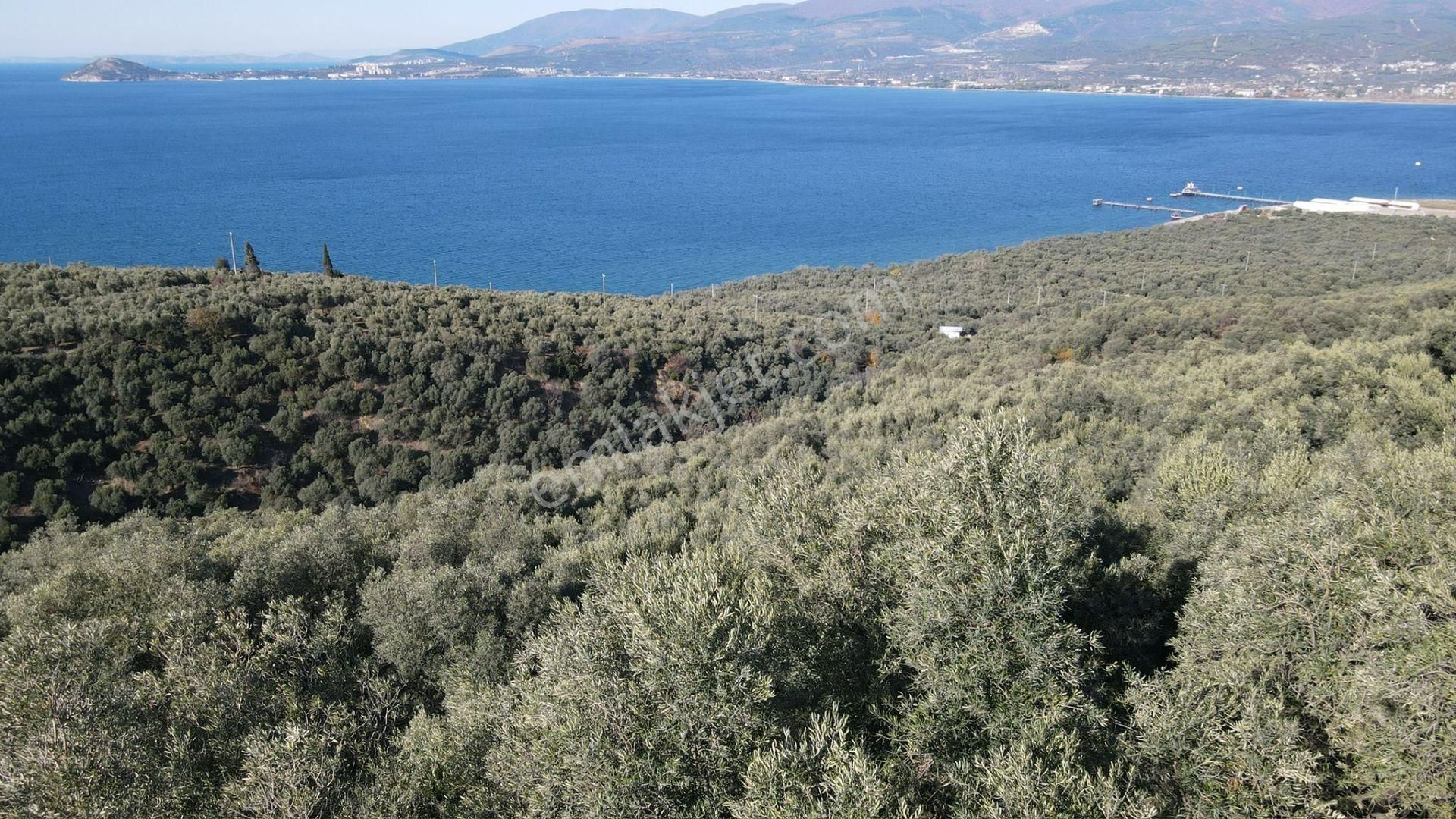 Bandırma Edincik' Te Deniz Manzaralı 955 M² Satılık Zeytinlik - Görsel 27