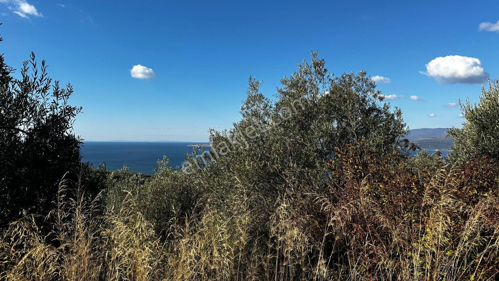 Bandırma Edincik' Te Deniz Manzaralı 955 M² Satılık Zeytinlik - Görsel 7