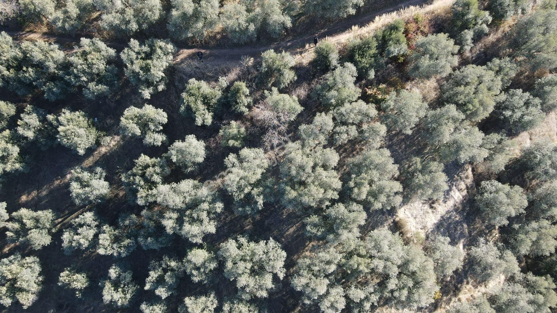 Bandırma Edincik' Te Deniz Manzaralı 955 M² Satılık Zeytinlik - Görsel 5