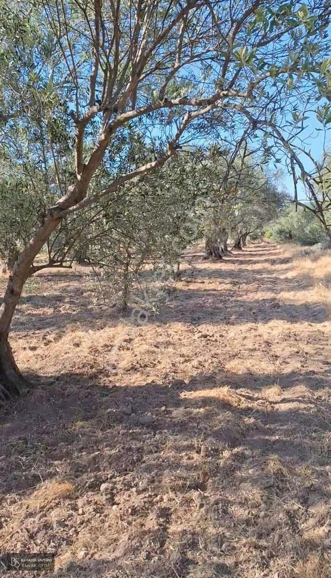 Bahadır Şimşirli'den Medarda Köye Yakın Zeytinli Bahçe - Görsel 5