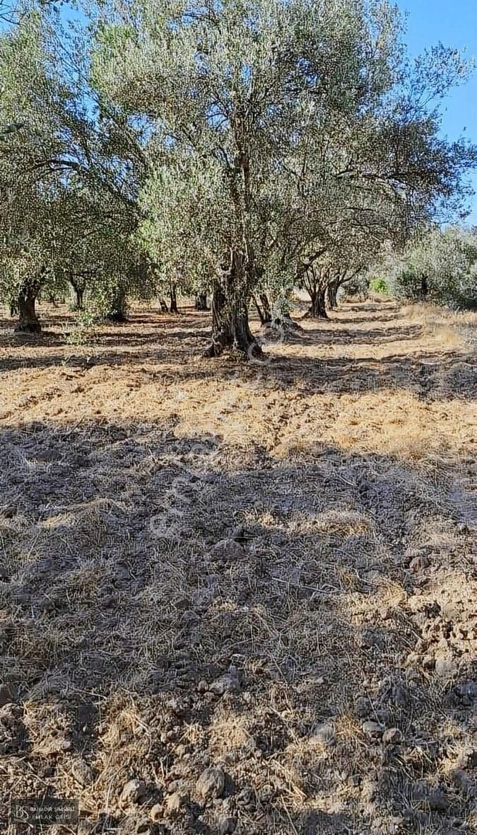 Bahadır Şimşirli'den Medarda Köye Yakın Zeytinli Bahçe - Görsel 4