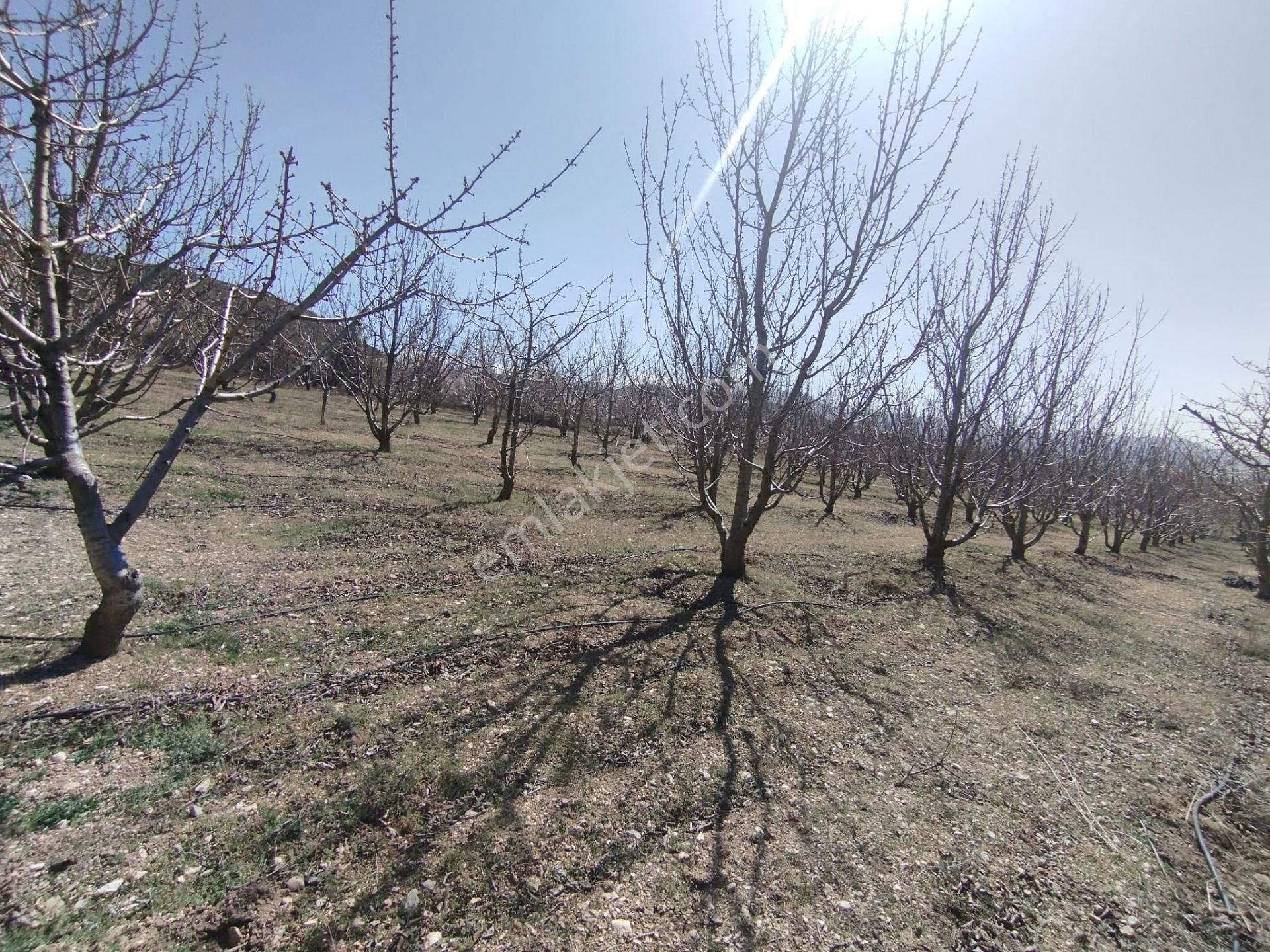 Isparta Atabey Harmanörende Yatırımlık Kiraz Bahçesi