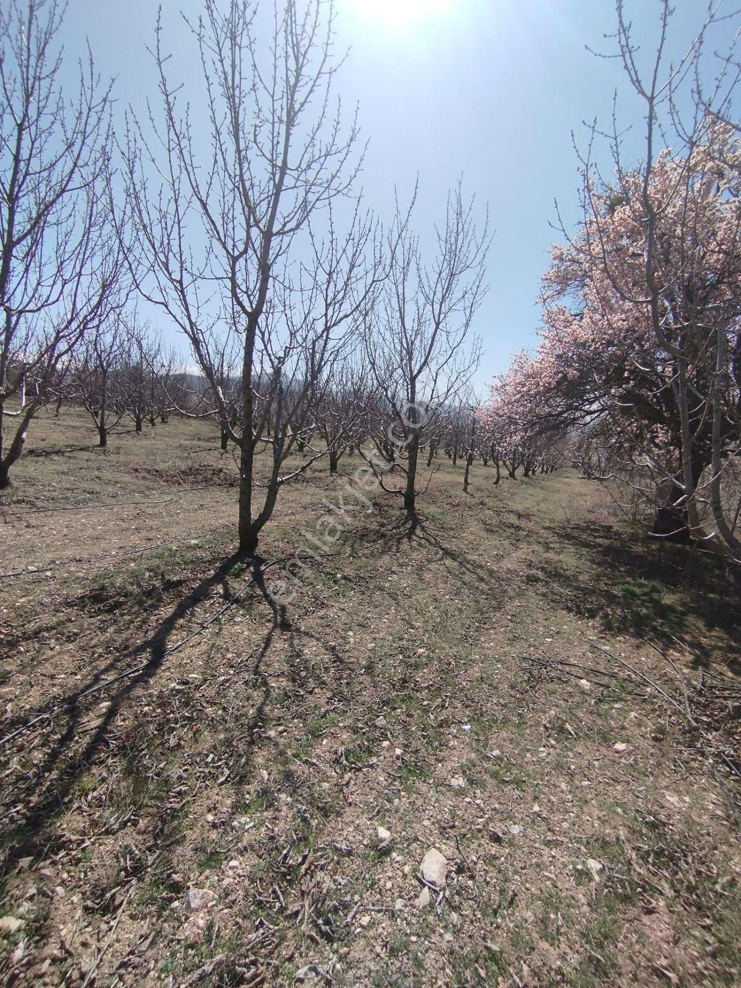 Isparta Atabey Harmanörende Yatırımlık Kiraz Bahçesi