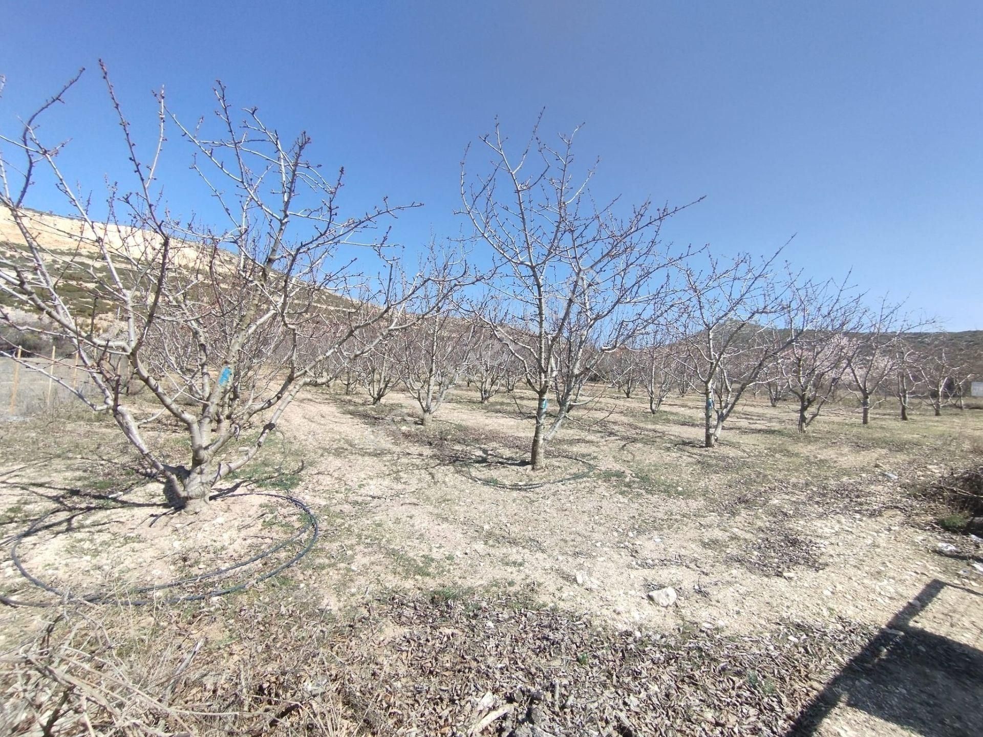 Isparta Atabey Harmanörende Yatırımlık Kiraz Bahçesi