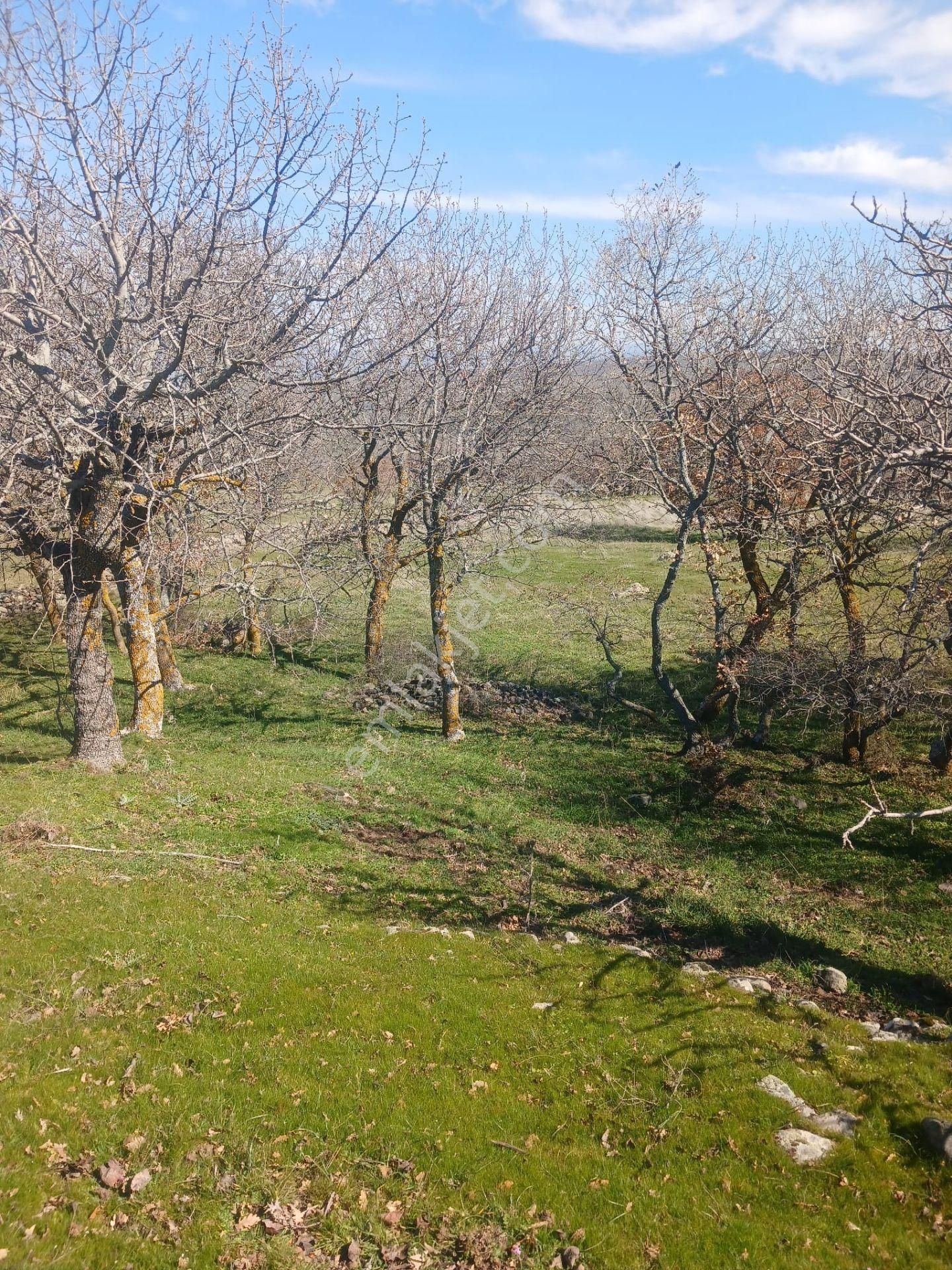 Yunusemre Dazyurt Satılık Tarla Manisa Yunusemre Dazyurtta 12600m2 Tarla