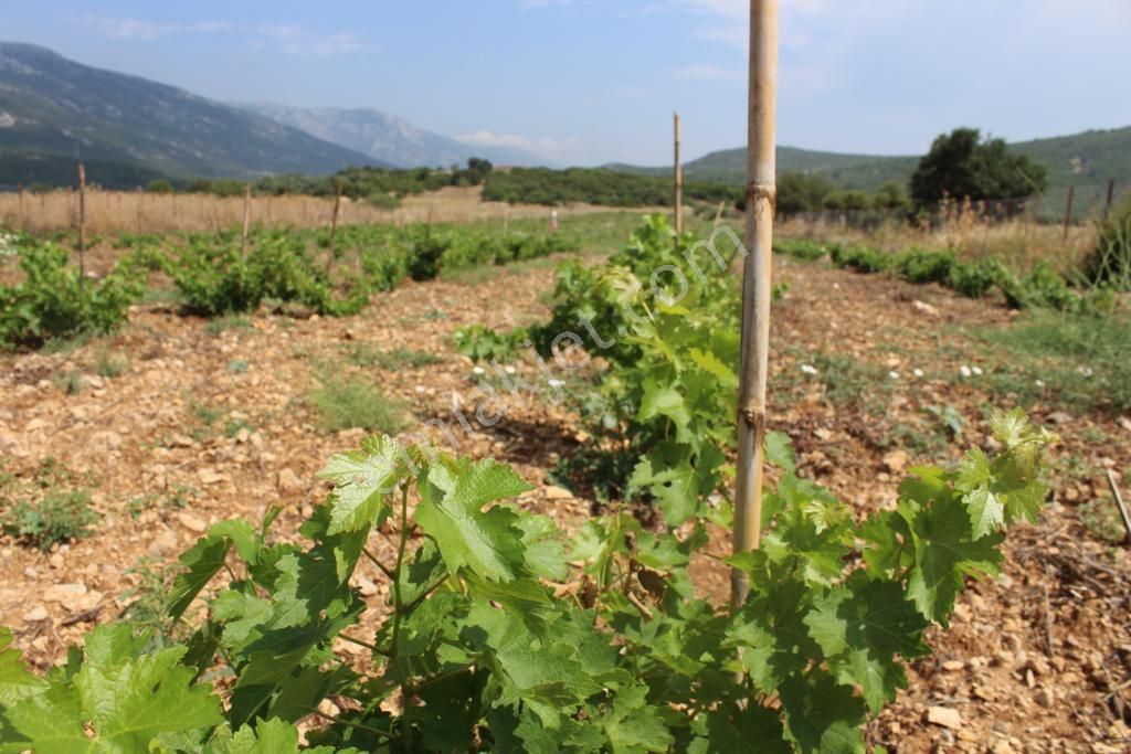 Karaburun Eğlenhoca Satılık Tarla Karaburun'da Satılık Tarla