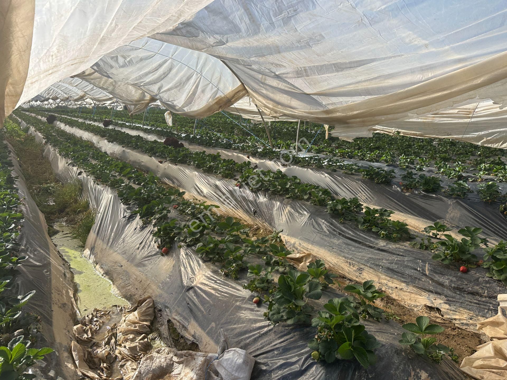 ✅✅ !!acilll!! Sultanhisar-yenipazar Yolu Kavşağında Satılık Bahçe ✅✅ - Görsel 9