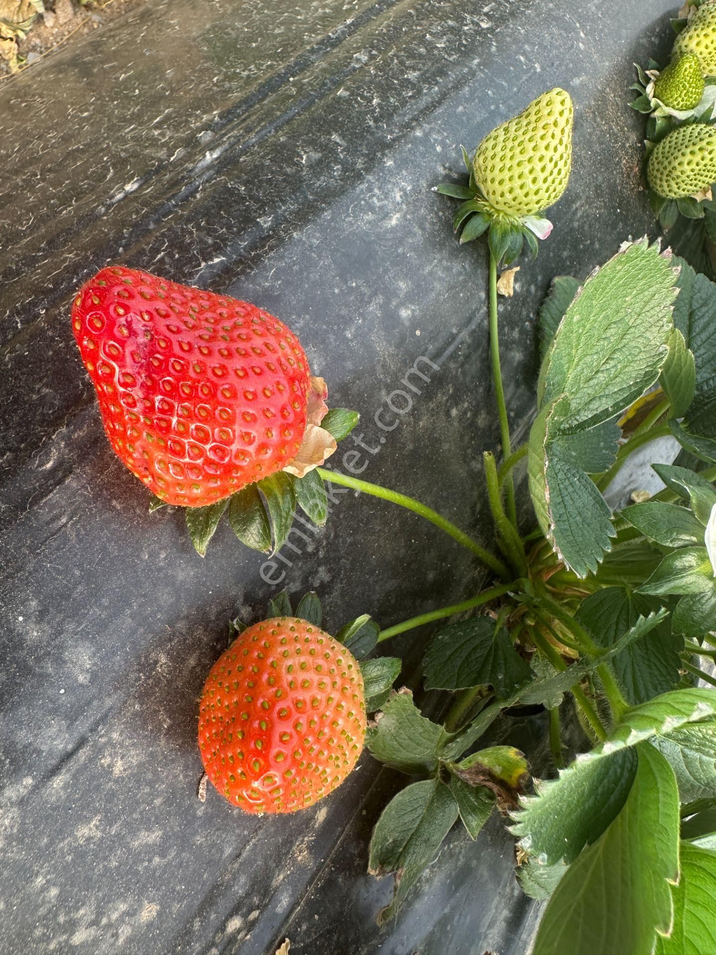 ✅✅ !!acilll!! Sultanhisar-yenipazar Yolu Kavşağında Satılık Bahçe ✅✅ - Görsel 23