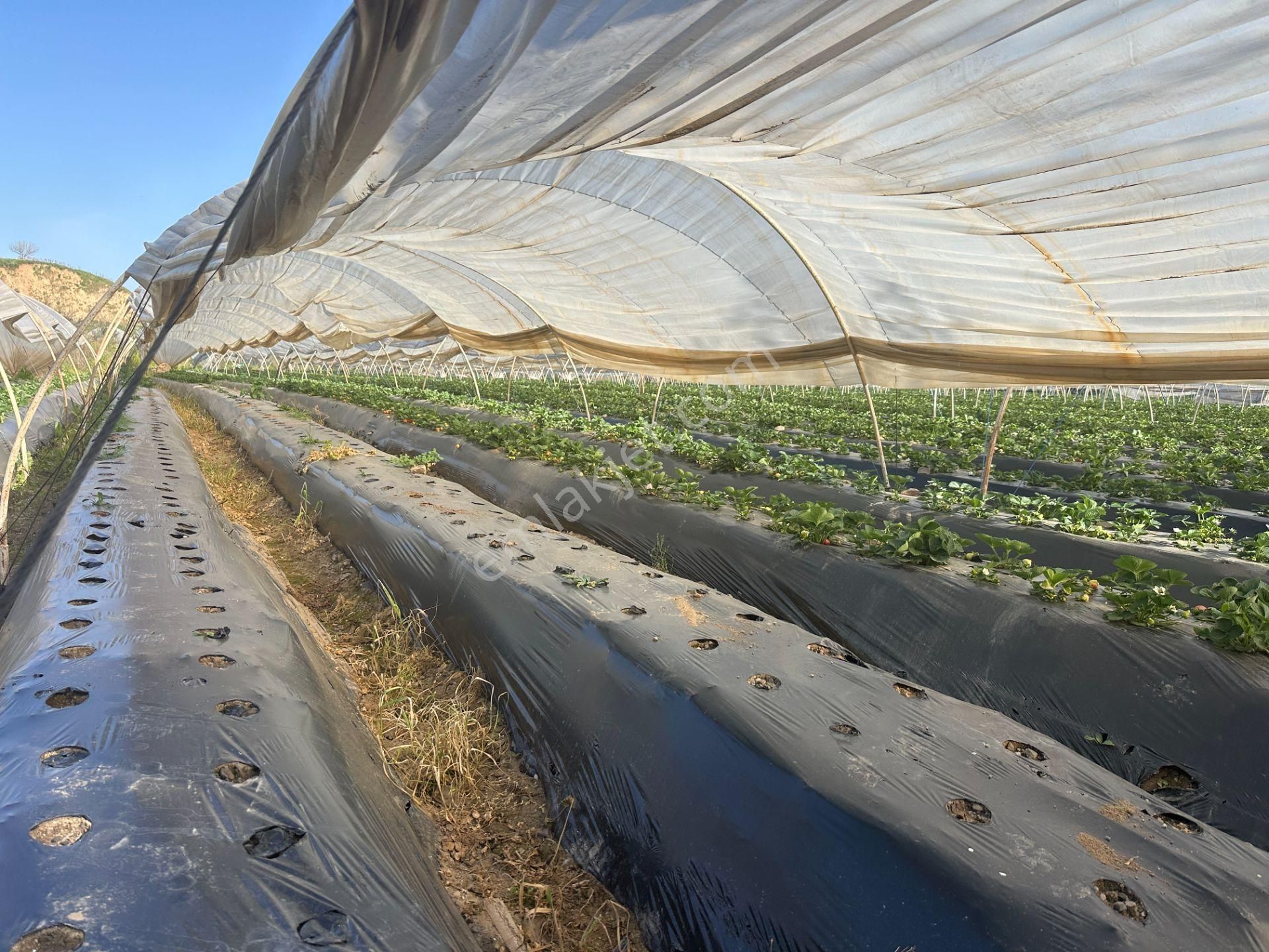 ✅✅ !!acilll!! Sultanhisar-yenipazar Yolu Kavşağında Satılık Bahçe ✅✅ - Görsel 16