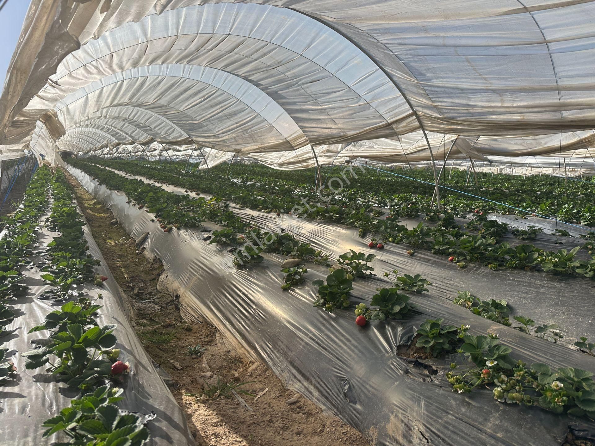 ✅✅ !!acilll!! Sultanhisar-yenipazar Yolu Kavşağında Satılık Bahçe ✅✅ - Görsel 13