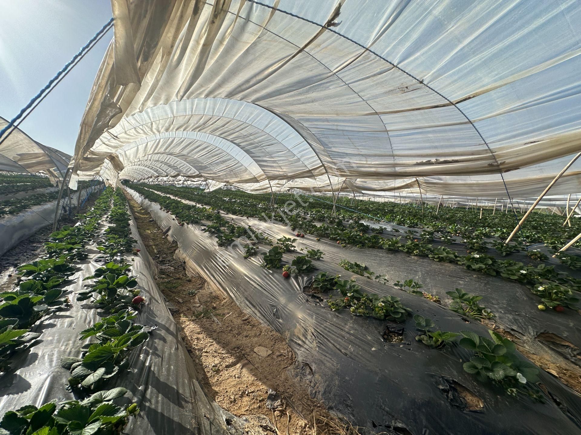 ✅✅ !!acilll!! Sultanhisar-yenipazar Yolu Kavşağında Satılık Bahçe ✅✅ - Görsel 14