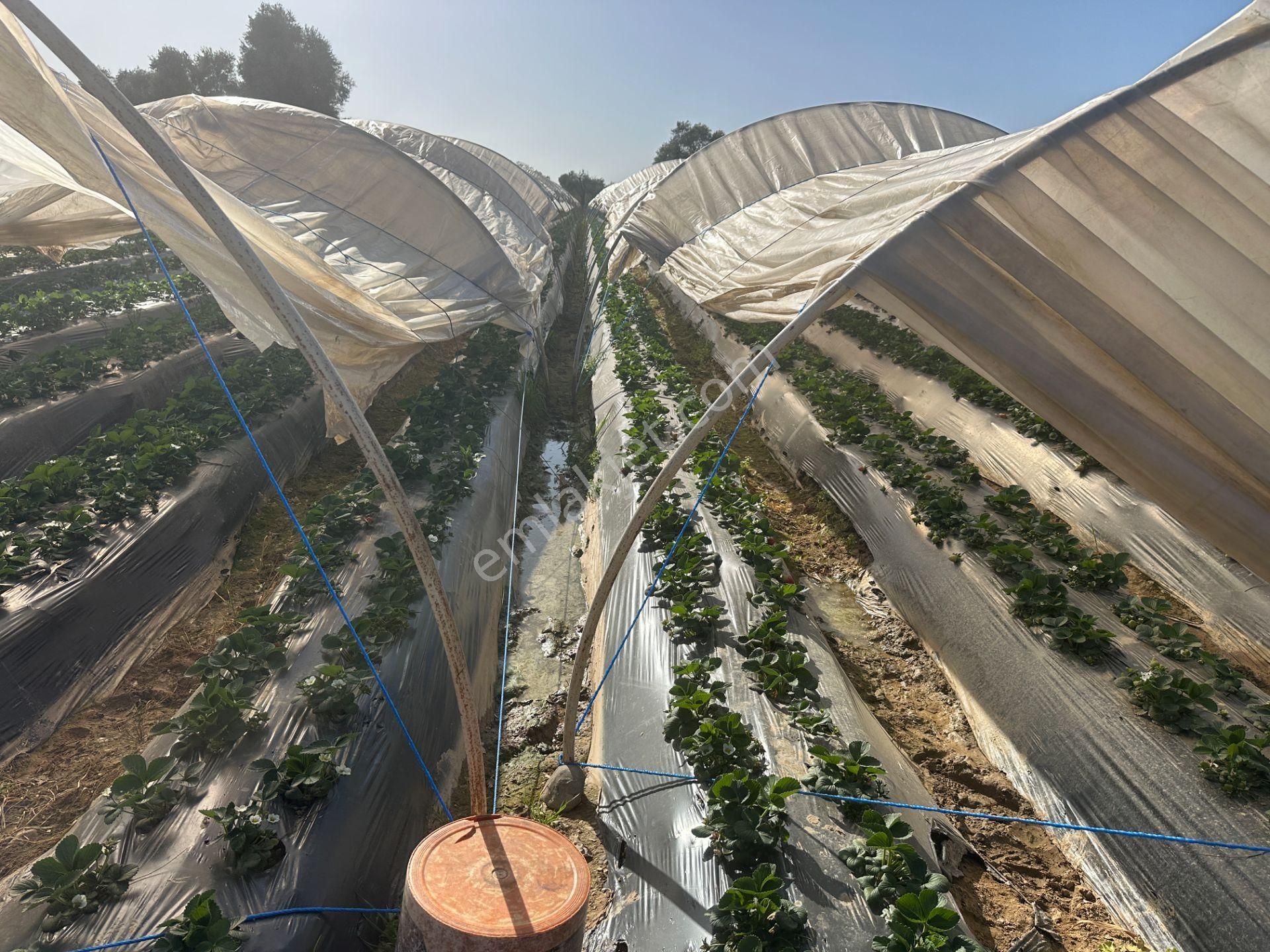 ✅✅ !!acilll!! Sultanhisar-yenipazar Yolu Kavşağında Satılık Bahçe ✅✅ - Görsel 12