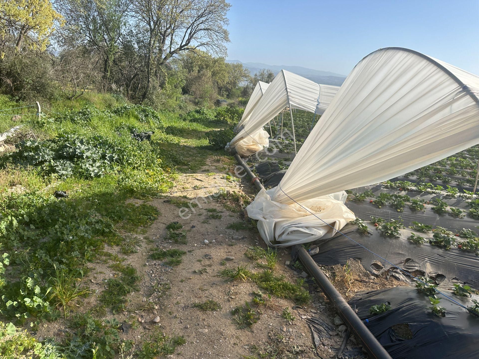 ✅✅ !!acilll!! Sultanhisar-yenipazar Yolu Kavşağında Satılık Bahçe ✅✅ - Görsel 15
