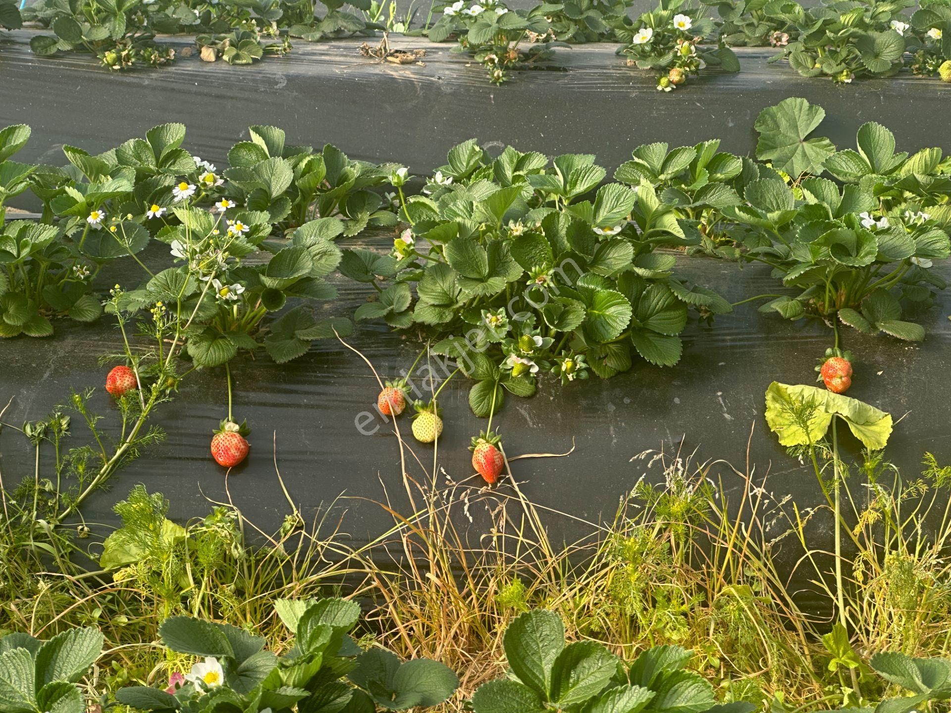 ✅✅ !!acilll!! Sultanhisar-yenipazar Yolu Kavşağında Satılık Bahçe ✅✅ - Görsel 21