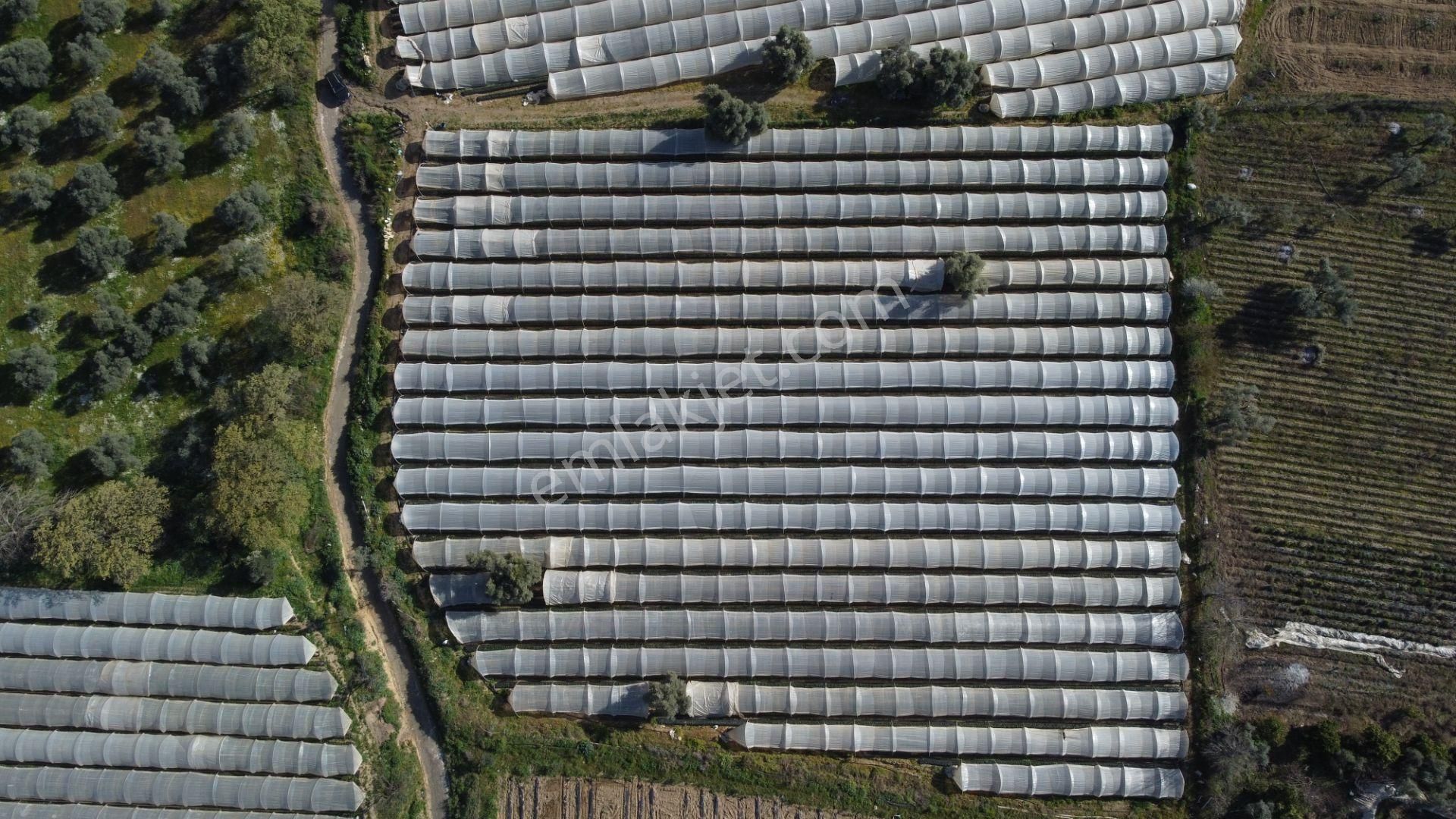 ✅✅ !!acilll!! Sultanhisar-yenipazar Yolu Kavşağında Satılık Bahçe ✅✅ - Görsel 5