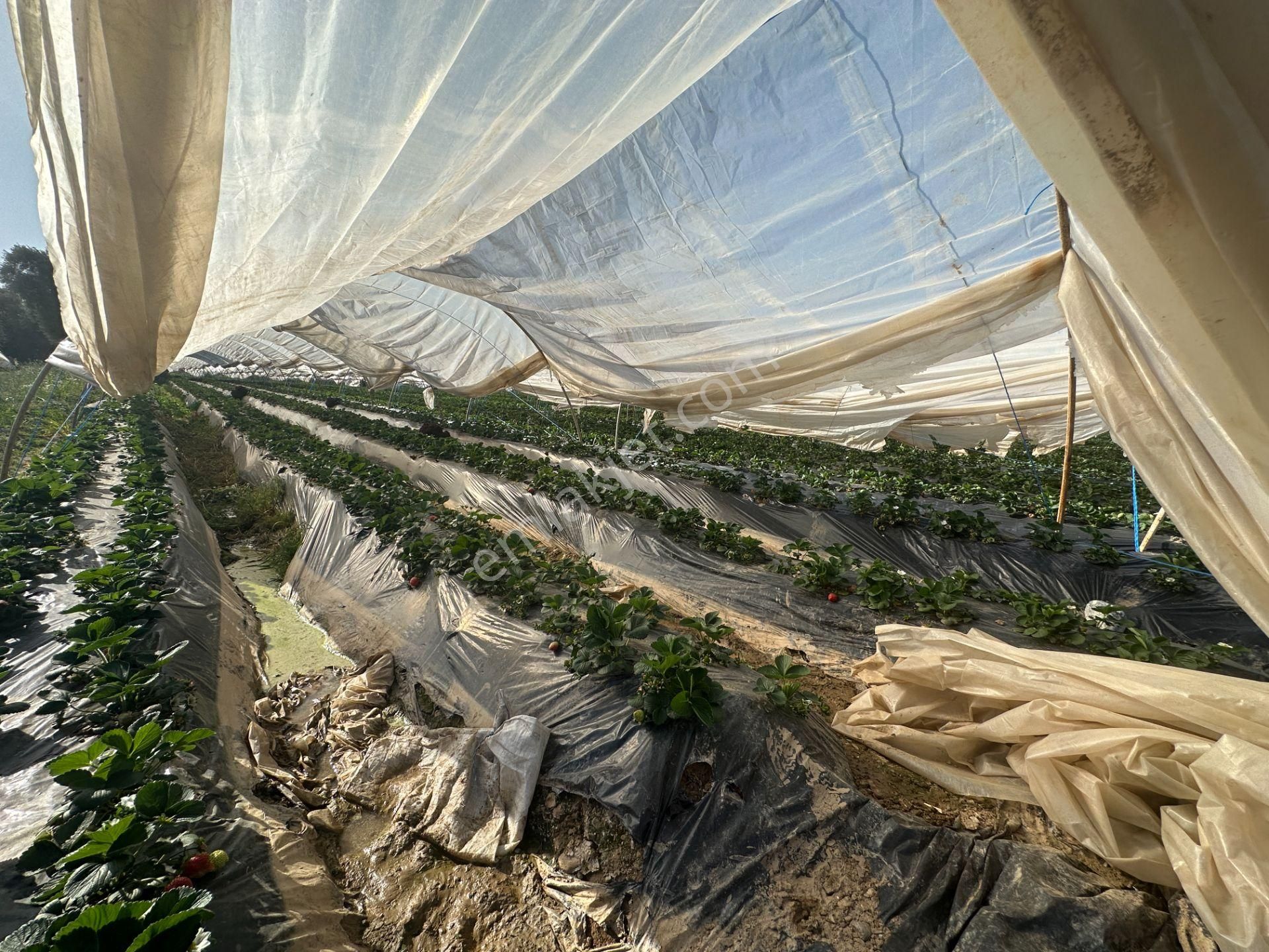 ✅✅ !!acilll!! Sultanhisar-yenipazar Yolu Kavşağında Satılık Bahçe ✅✅ - Görsel 10