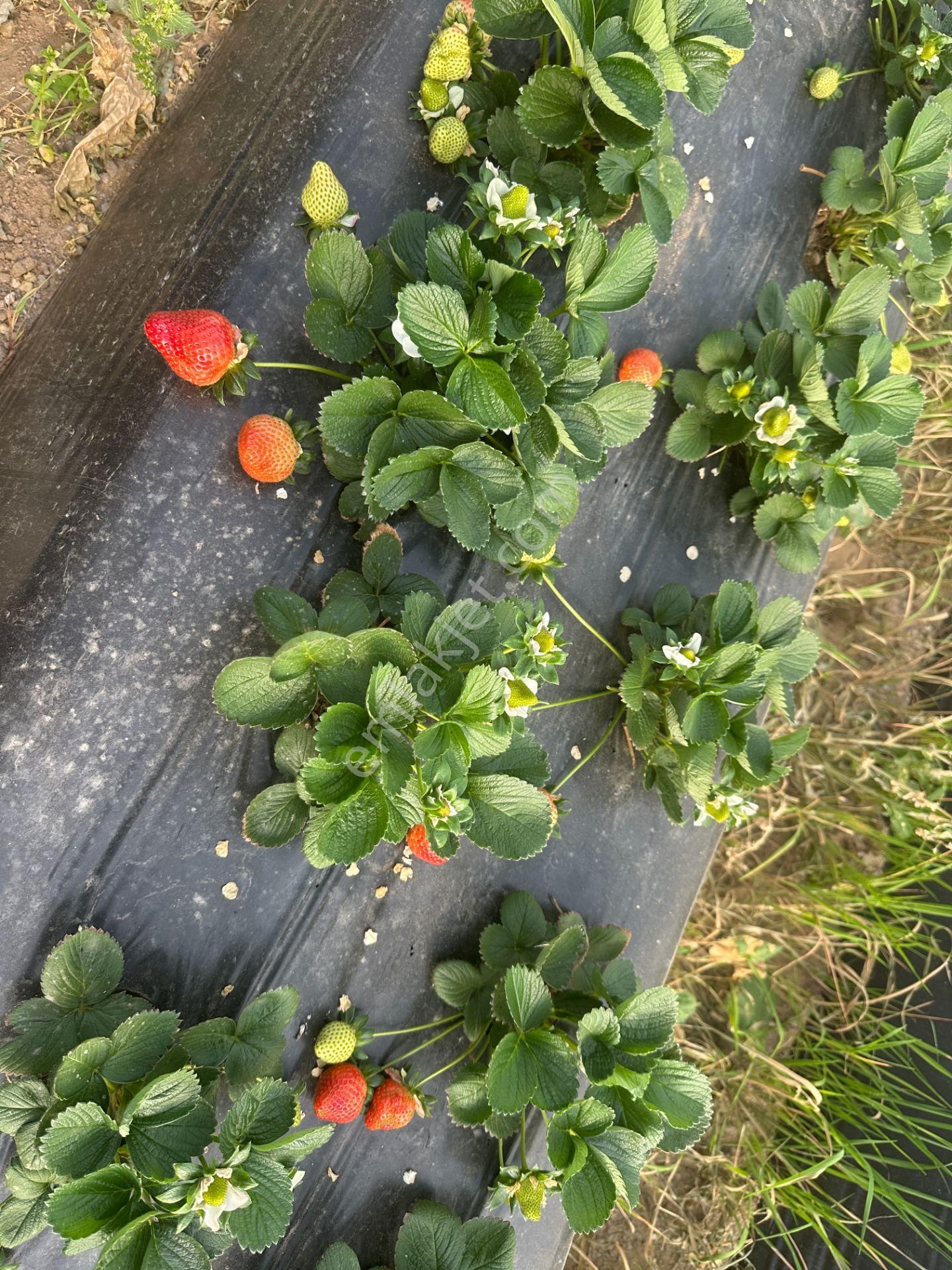 ✅✅ !!acilll!! Sultanhisar-yenipazar Yolu Kavşağında Satılık Bahçe ✅✅ - Görsel 22