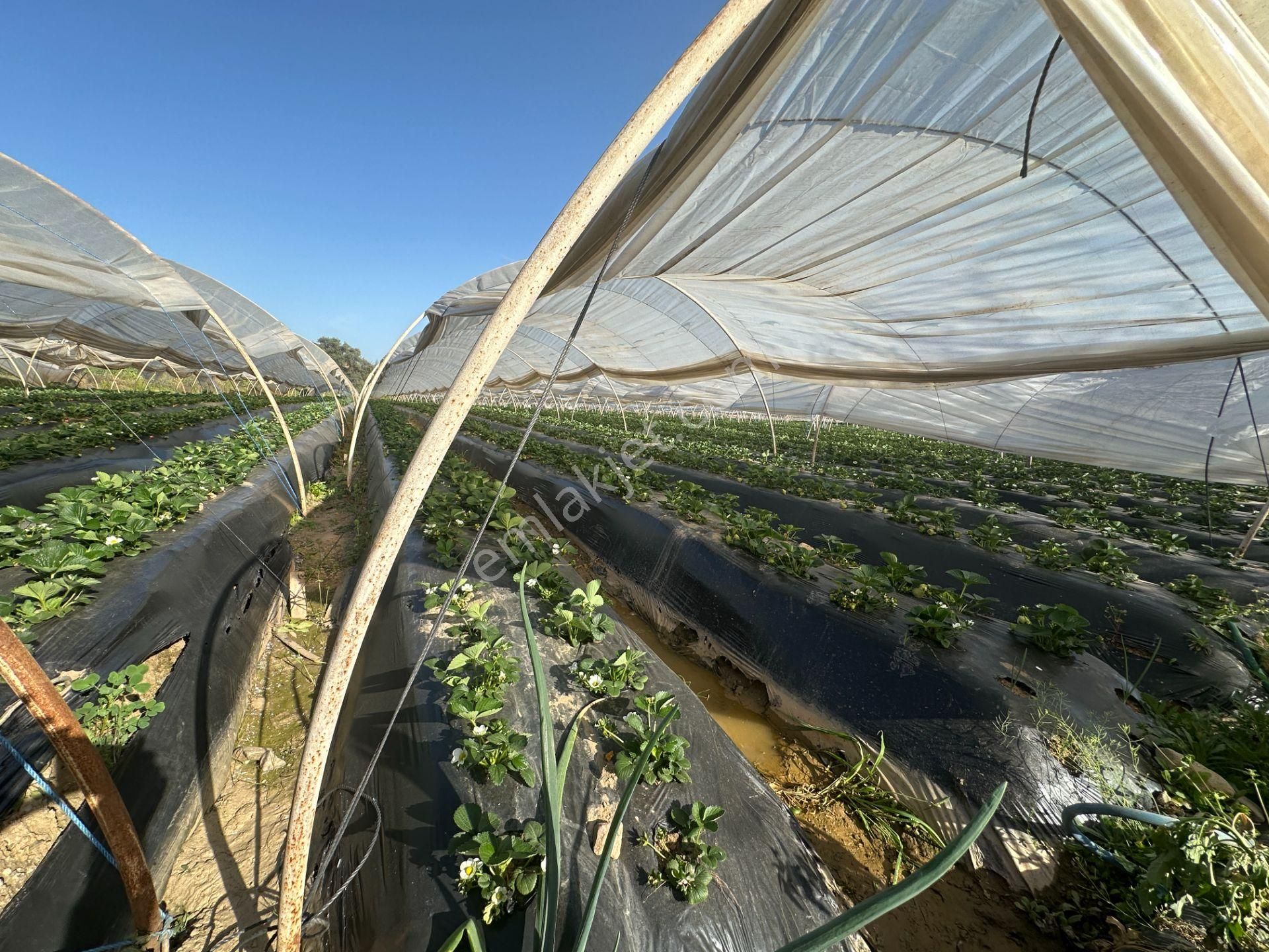 ✅✅ !!acilll!! Sultanhisar-yenipazar Yolu Kavşağında Satılık Bahçe ✅✅ - Görsel 18