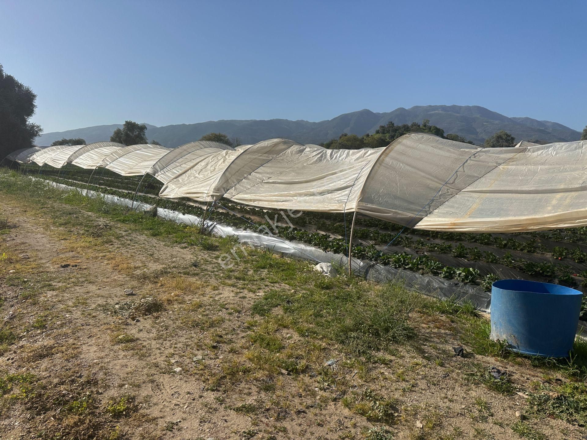 ✅✅ !!acilll!! Sultanhisar-yenipazar Yolu Kavşağında Satılık Bahçe ✅✅ - Görsel 11