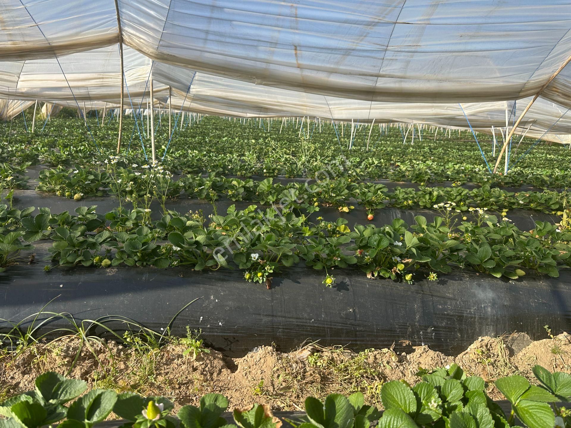 ✅✅ !!acilll!! Sultanhisar-yenipazar Yolu Kavşağında Satılık Bahçe ✅✅ - Görsel 19