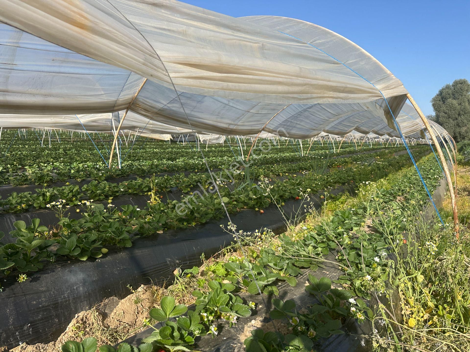 ✅✅ !!acilll!! Sultanhisar-yenipazar Yolu Kavşağında Satılık Bahçe ✅✅ - Görsel 20