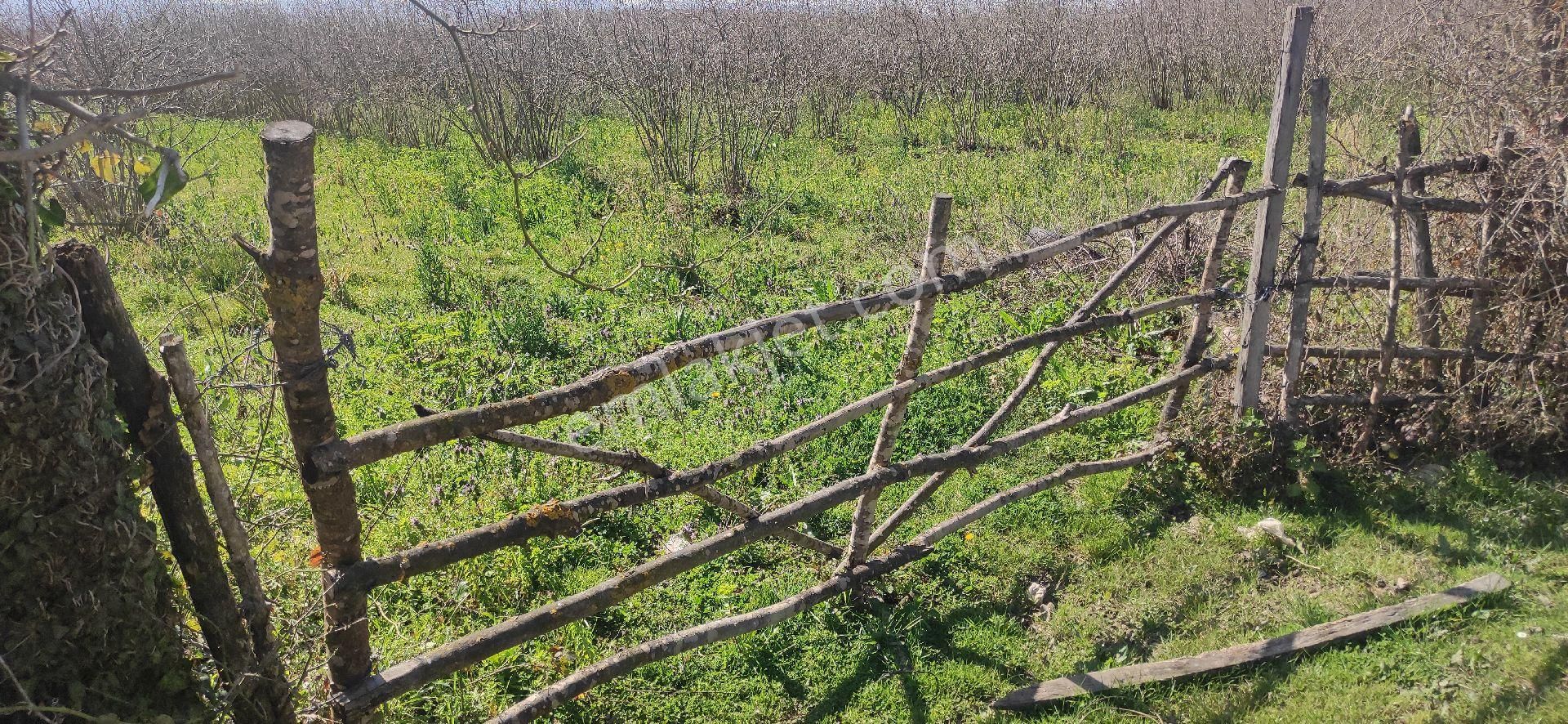 Çarşamba Epçeli Satılık Tarla Samsun Carsamba Epceli Koy Merkezinde Satilik Cakiltak Findik Bahcesi