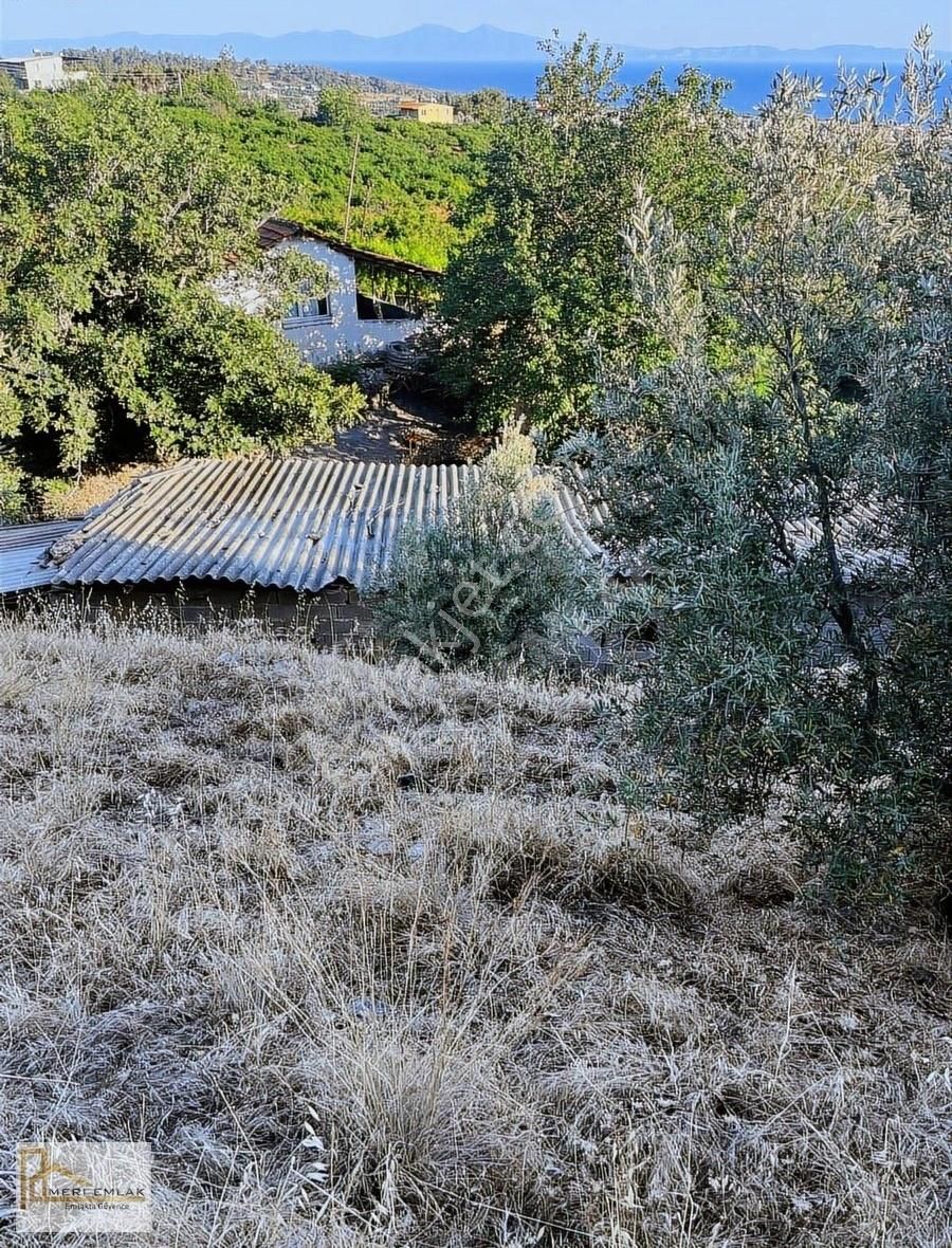 Deniz Manzaralı Mandalina Bahçesi - Görsel 4