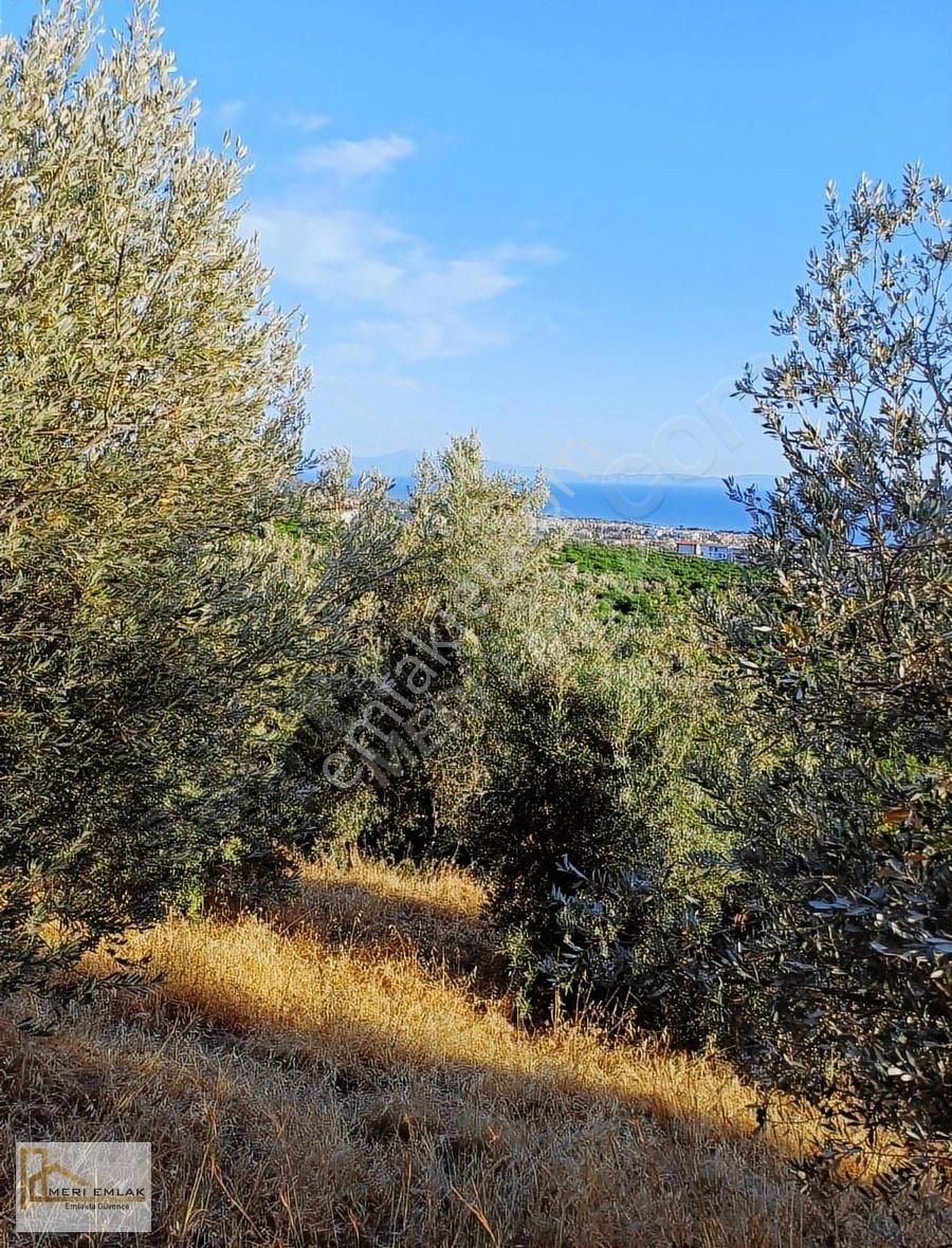 Deniz Manzaralı Mandalina Bahçesi - Görsel 22