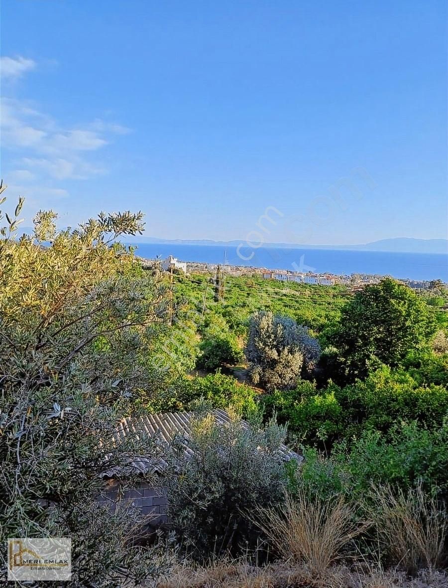 Deniz Manzaralı Mandalina Bahçesi - Görsel 19