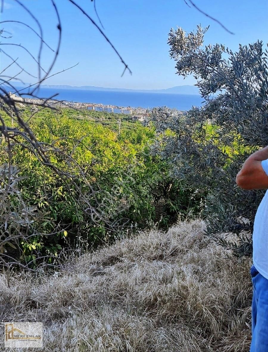 Deniz Manzaralı Mandalina Bahçesi - Görsel 13