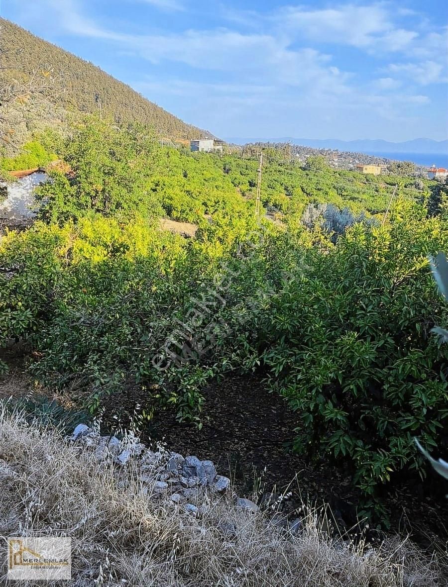 Deniz Manzaralı Mandalina Bahçesi - Görsel 3