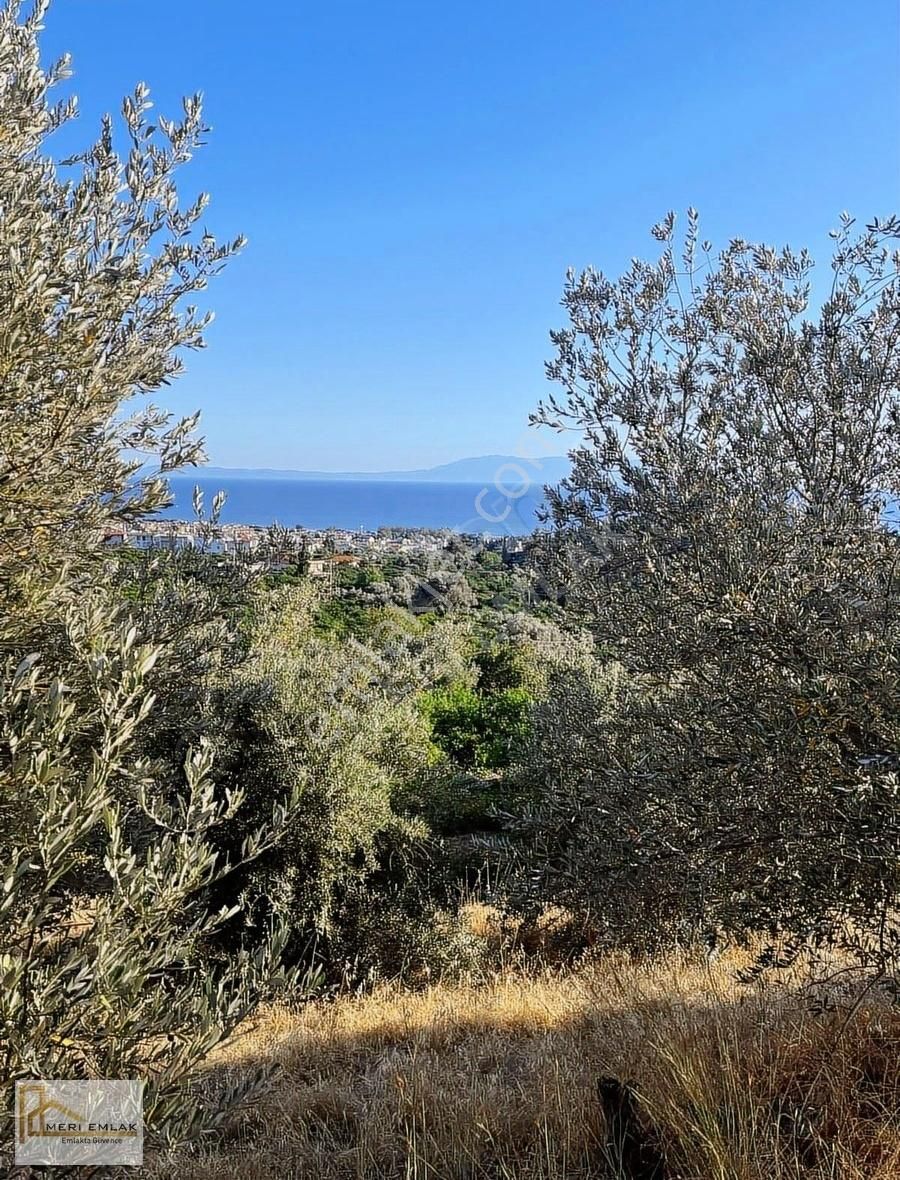 Deniz Manzaralı Mandalina Bahçesi - Görsel 16