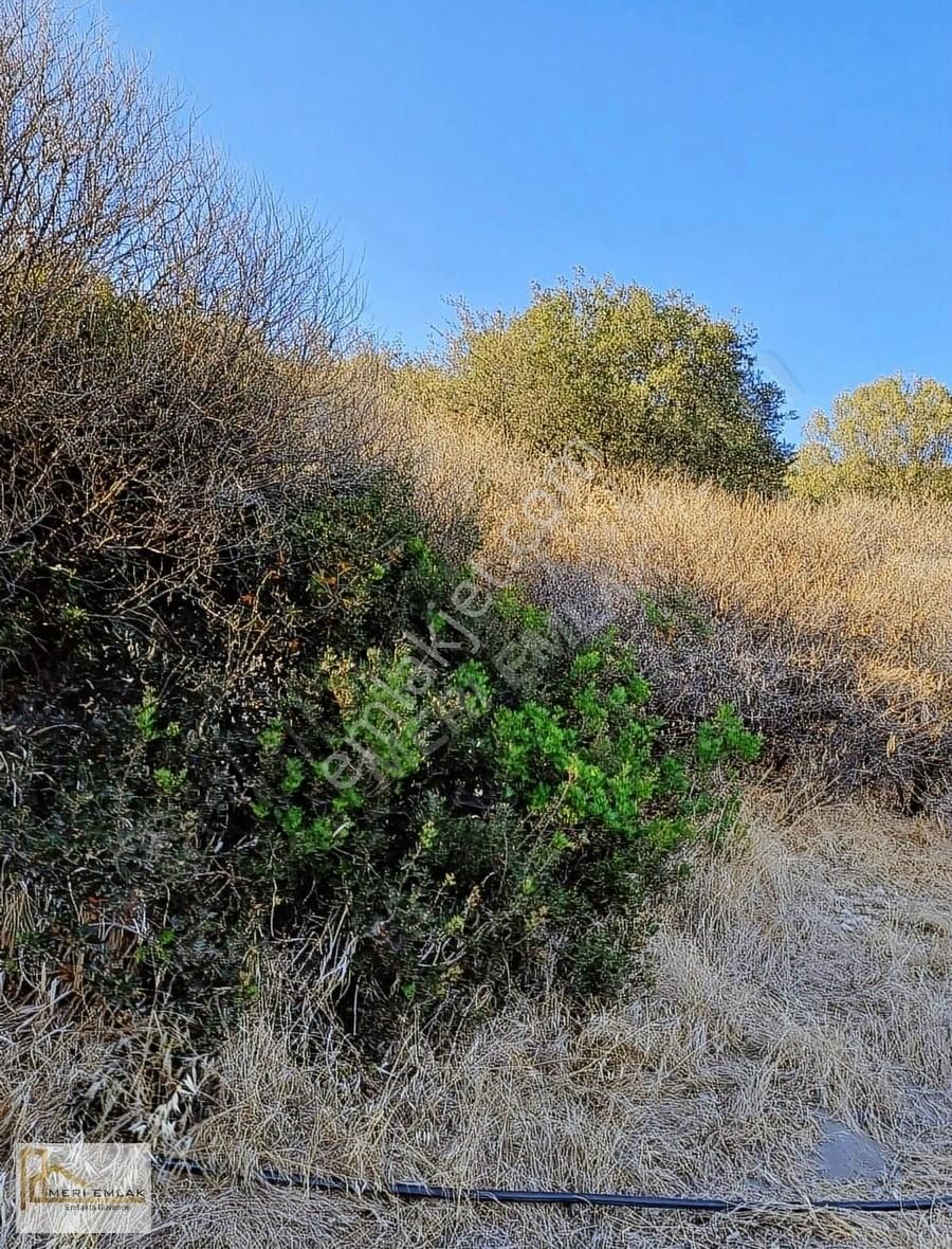 Deniz Manzaralı Mandalina Bahçesi - Görsel 2