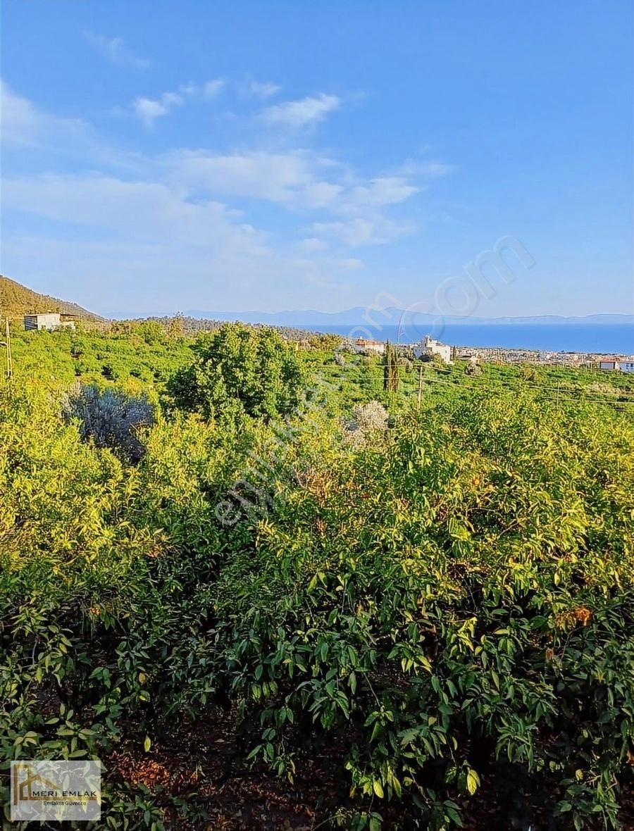 Deniz Manzaralı Mandalina Bahçesi - Görsel 5