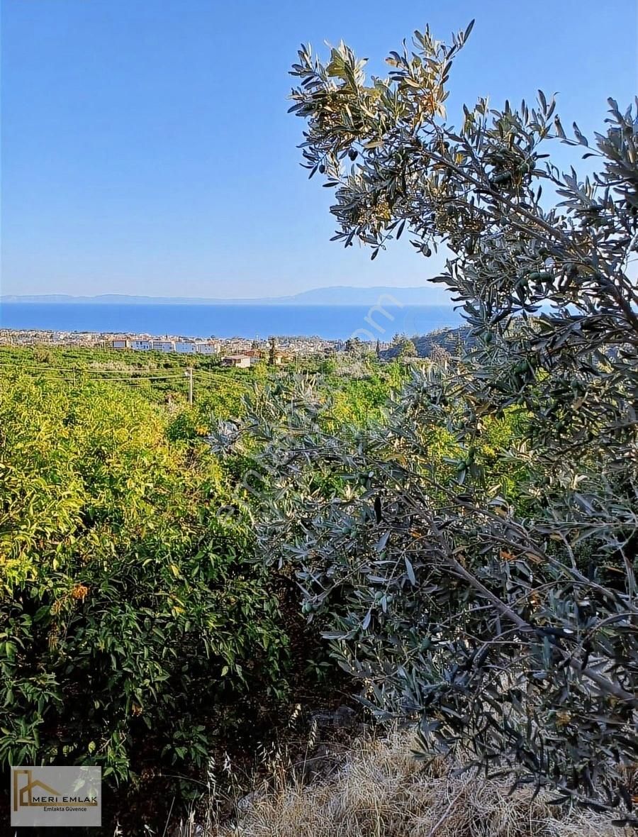 Menderes Gümüldür İnönü Satılık Bağ & Bahçe Deniz Manzaralı Mandalina Bahçesi