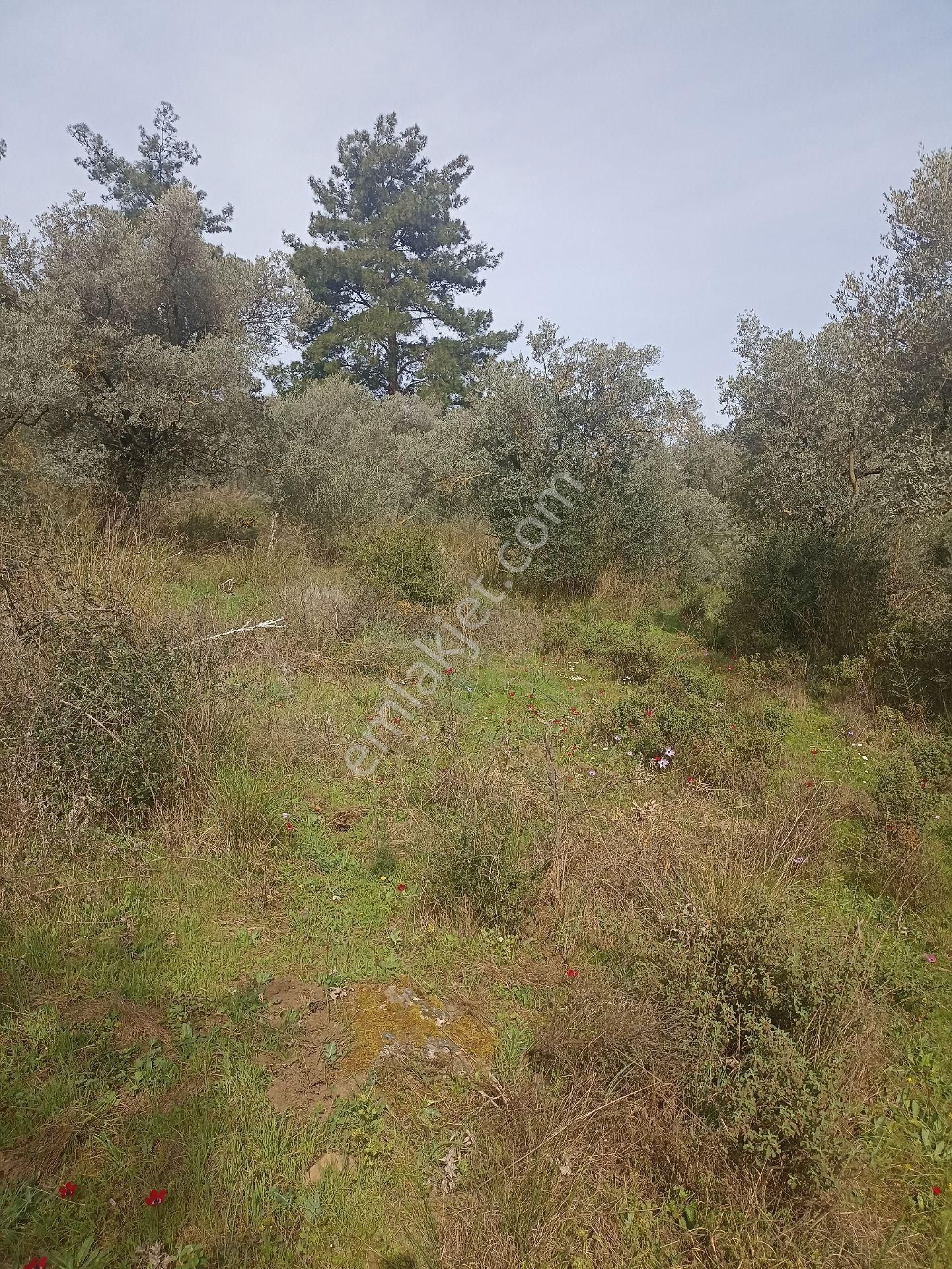Bayındır Arıkbaşı'nda 4800 M2 Zeytinlik Satılıktır - Görsel 3