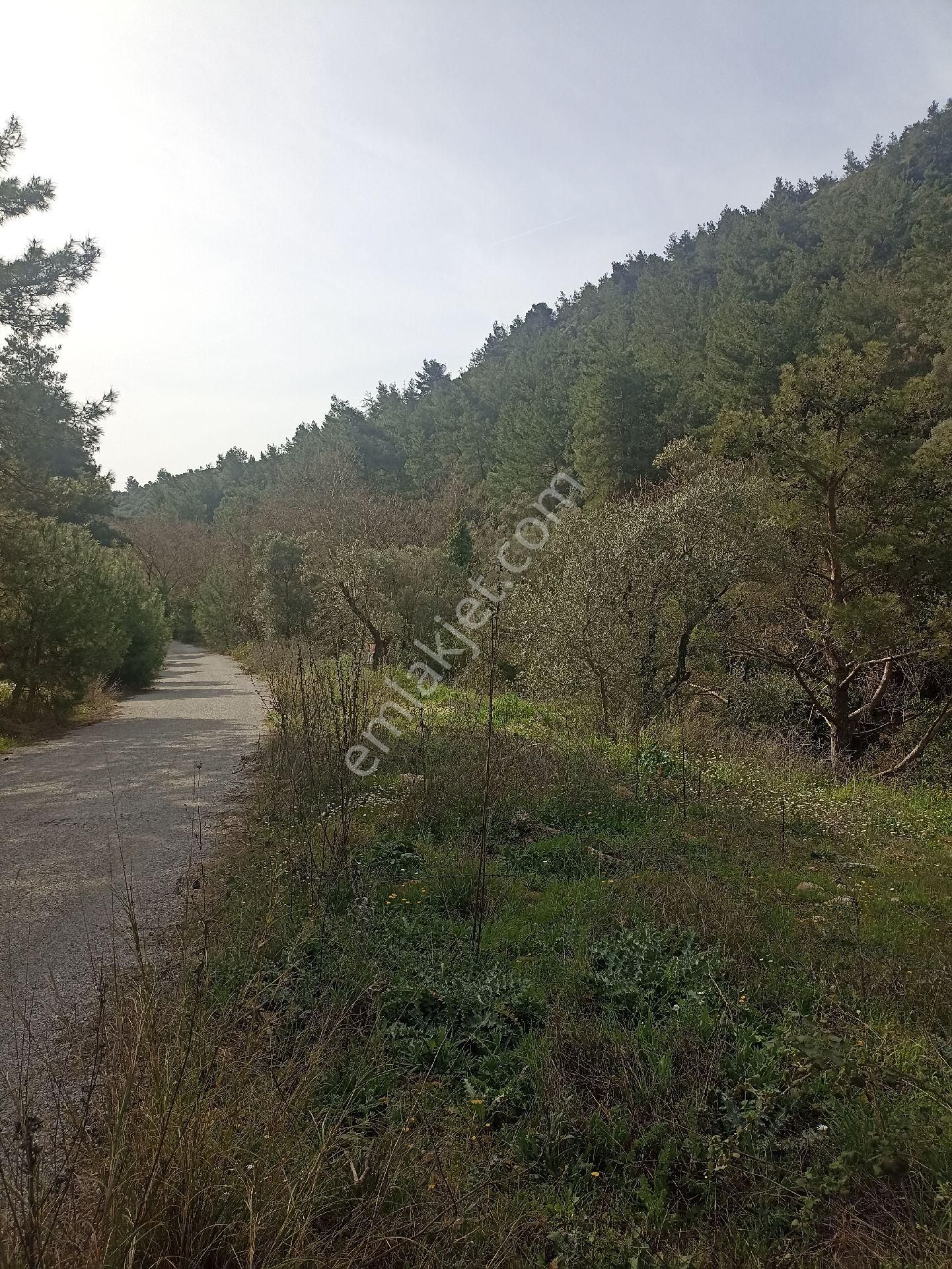 Bayındır Arıkbaşı'nda 2.230 M2 Zeytinlik Satılıktır - Görsel 5