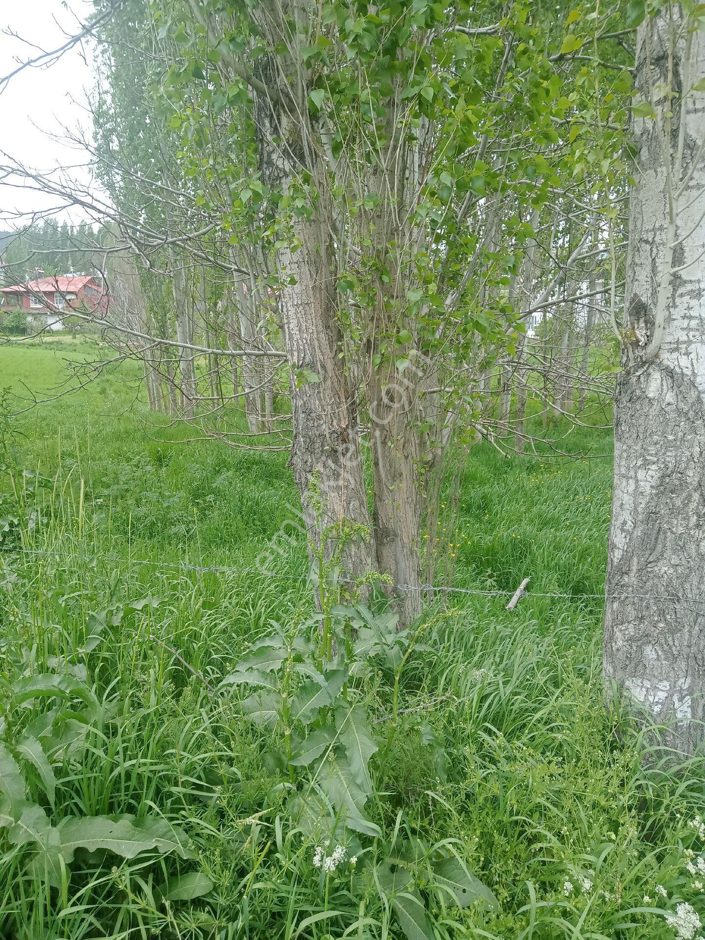 Satılık Konutluk Arsa - Görsel 2