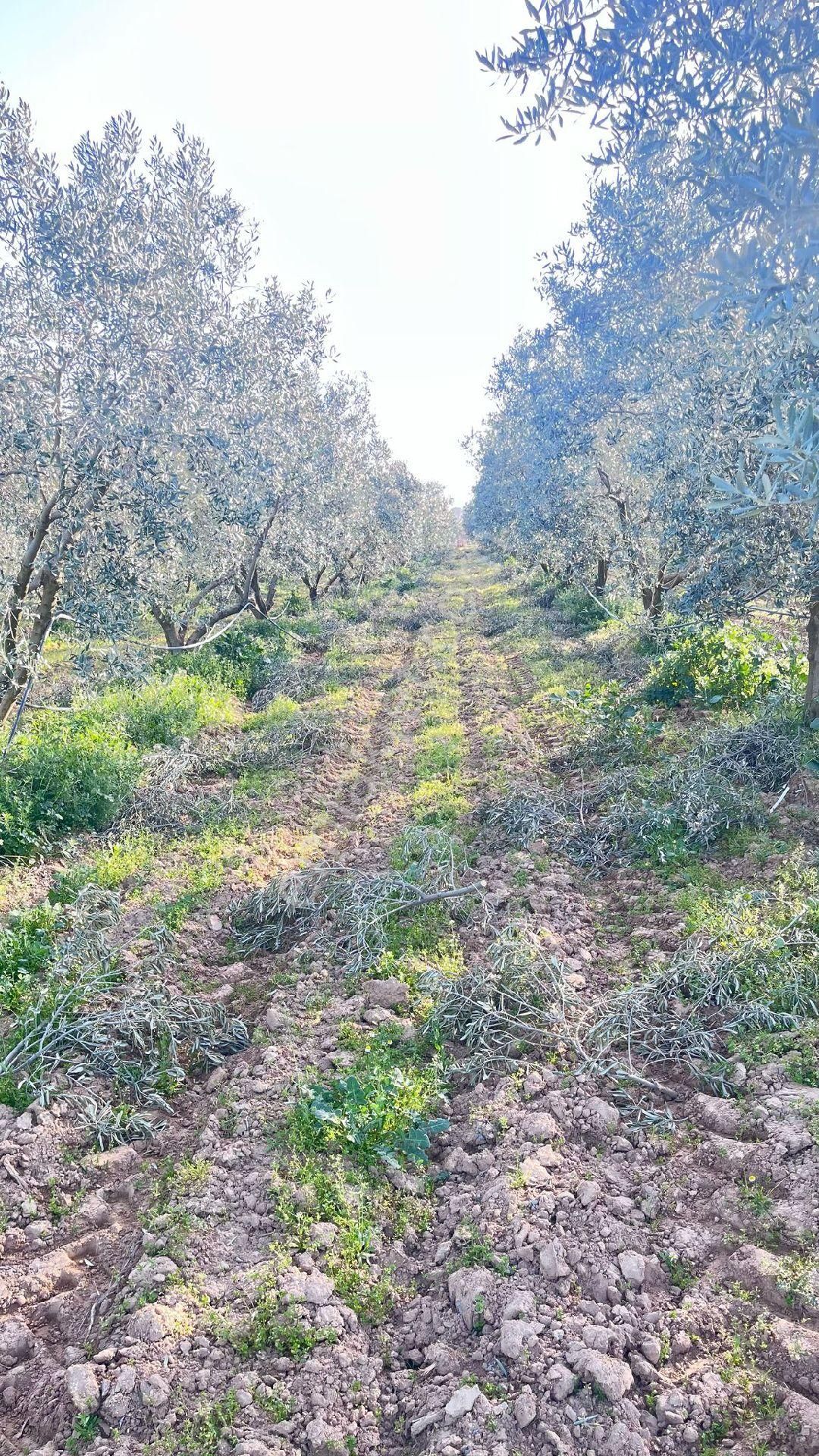 Salihli Akören Satılık Tarla Akvıran Mah Satilik Zeytinlik