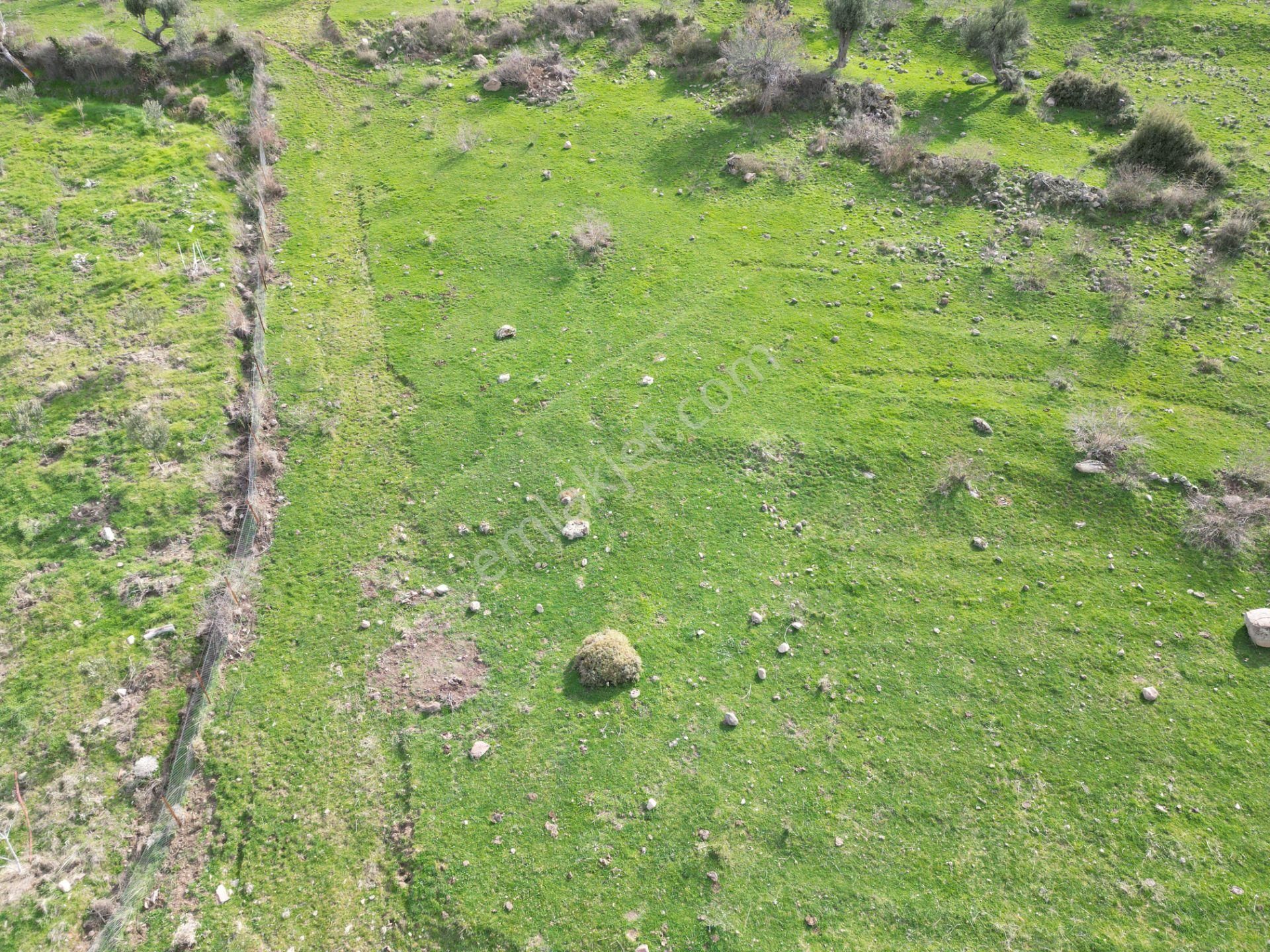 Aliağa Çıtak Satılık Tarla Çıtakta 1237m2 Satılık Köyün Hemen Yanında İmar Sınırında Tarla