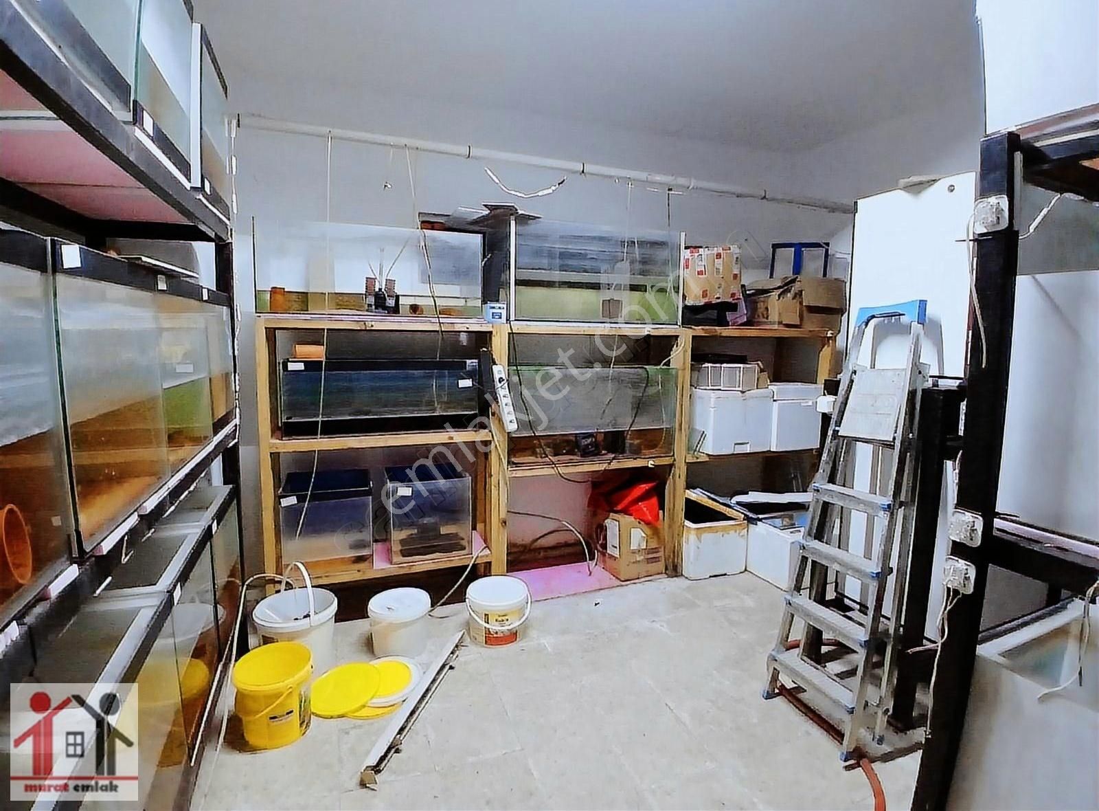 Devren Satılık Süs Balığı Üretimhanesi - Görsel 6