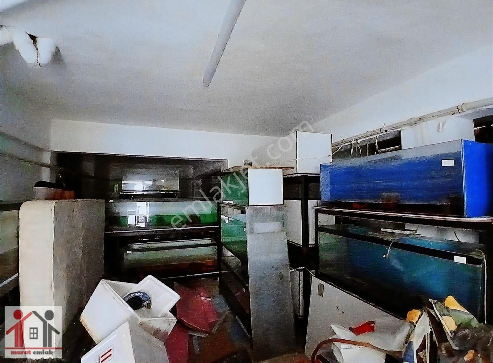 Devren Satılık Süs Balığı Üretimhanesi - Görsel 10