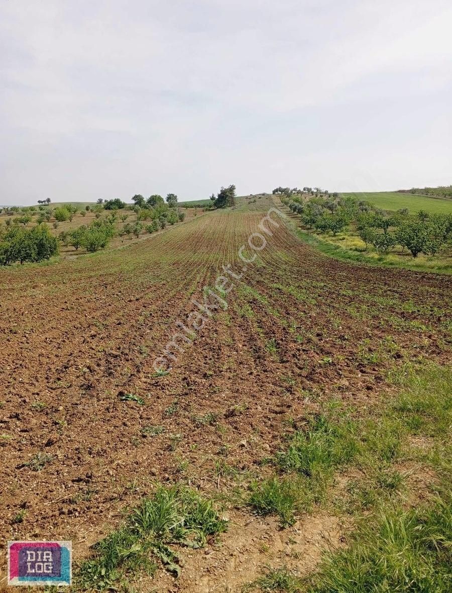 Bilecik Merkez Yeniköy Köyü Satılık Konut İmarlı Bilecik Merkez Yeniköy 8 Dönüm Ana Yola Sıfır Kupon Arsa