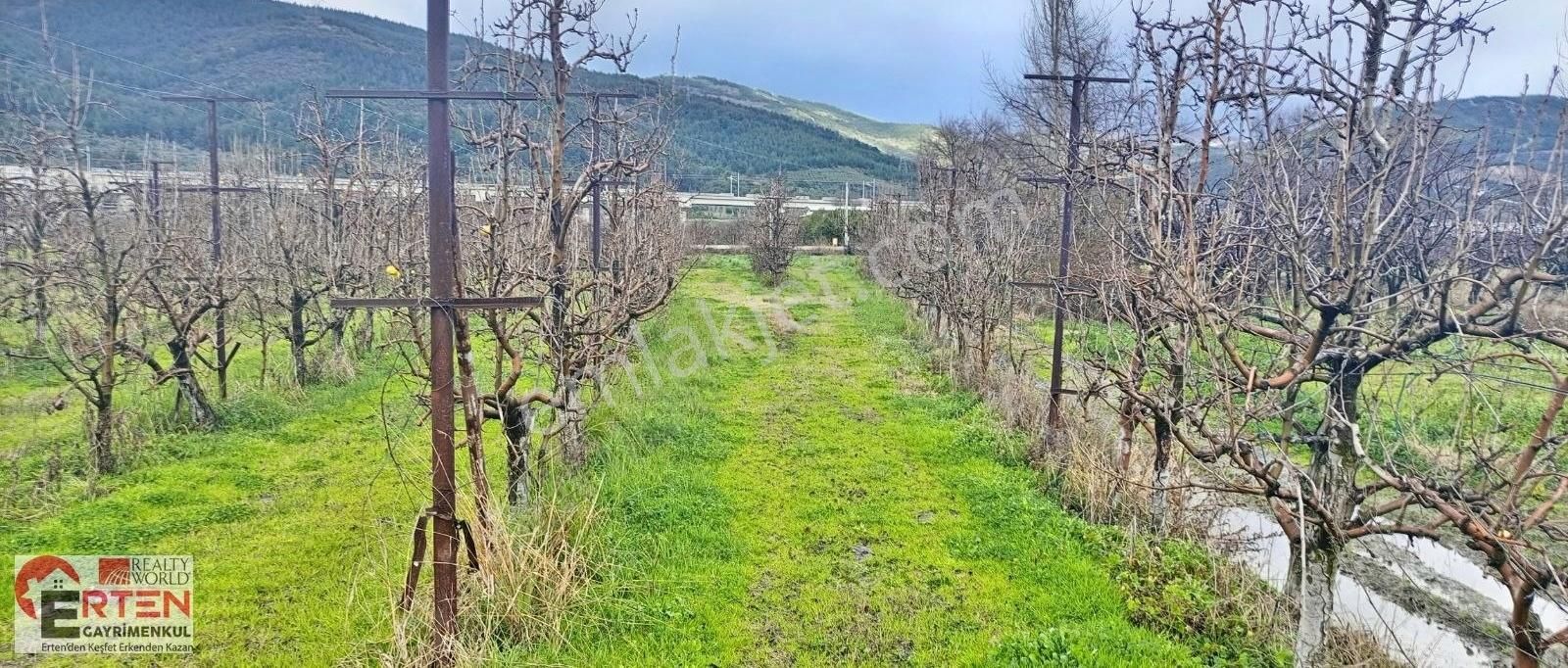 Gürsu Kazıklıköyü Satılık Tarla Bursa Gürsu Kazıklıda Sulama Sistemli, Bakımlı Armut Bahçesi